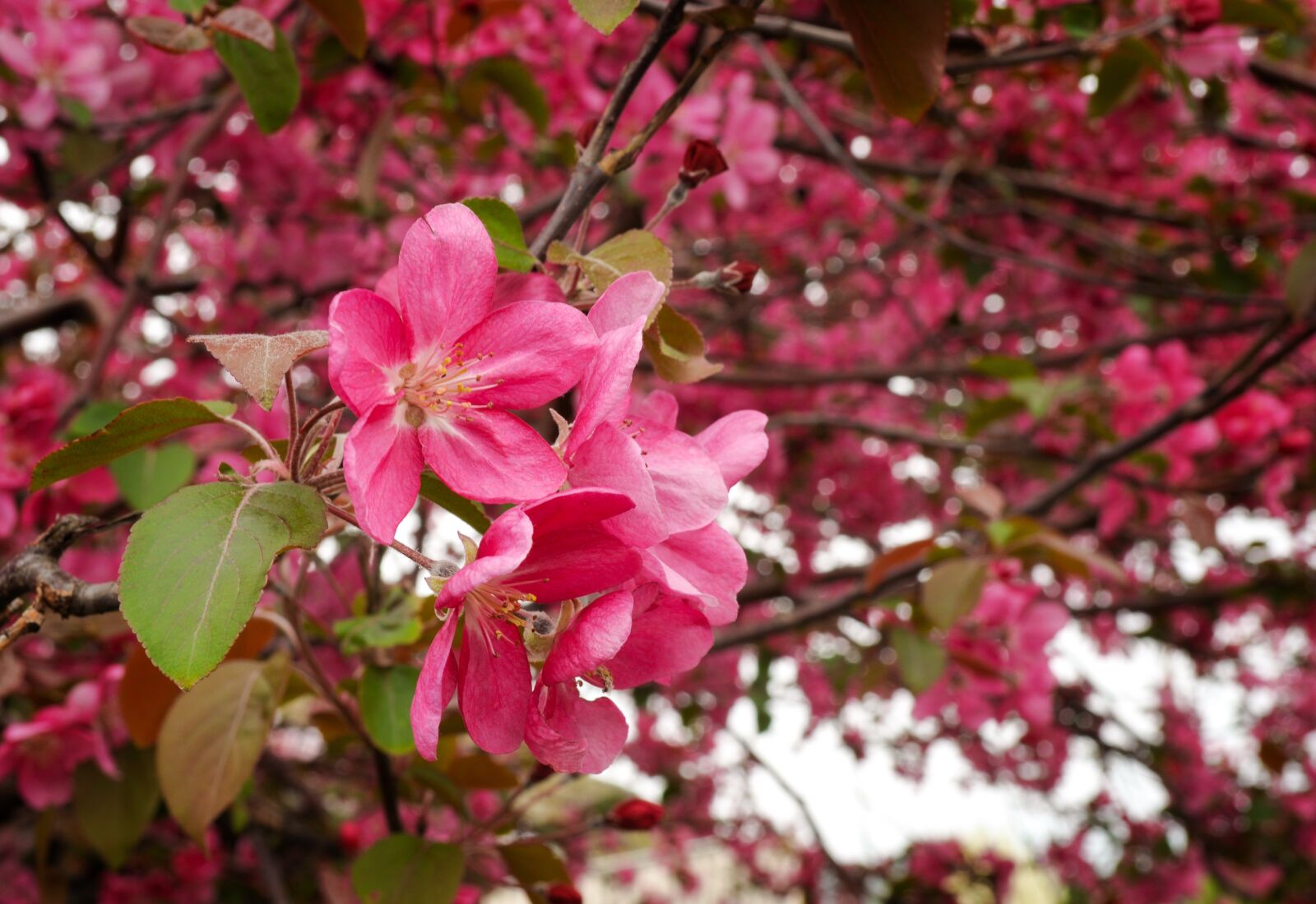 Nikon D5000 sample photo. Flower, branch, tree photography