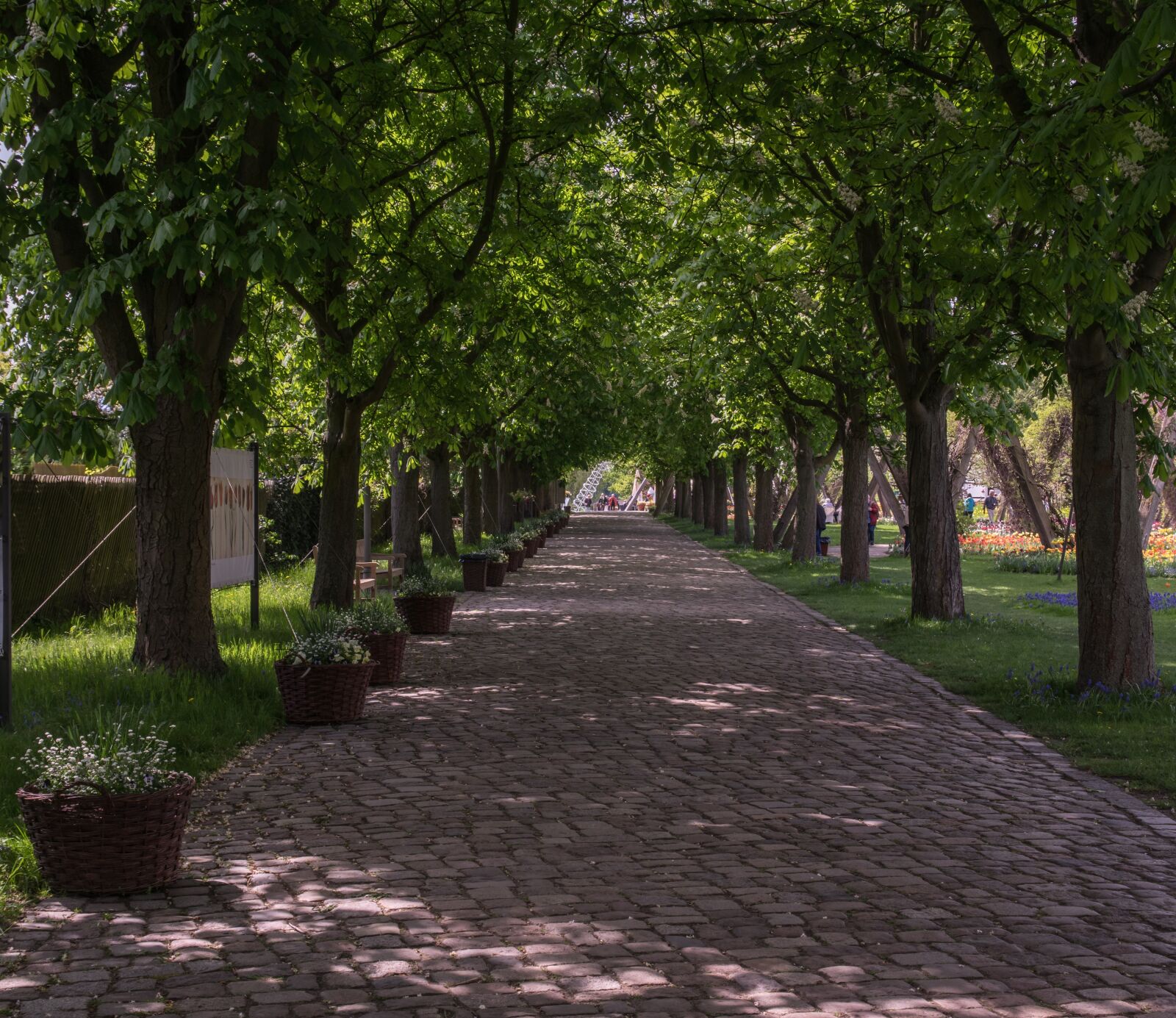 Pentax K-3 sample photo. Tree, avenue, cobblestones or photography