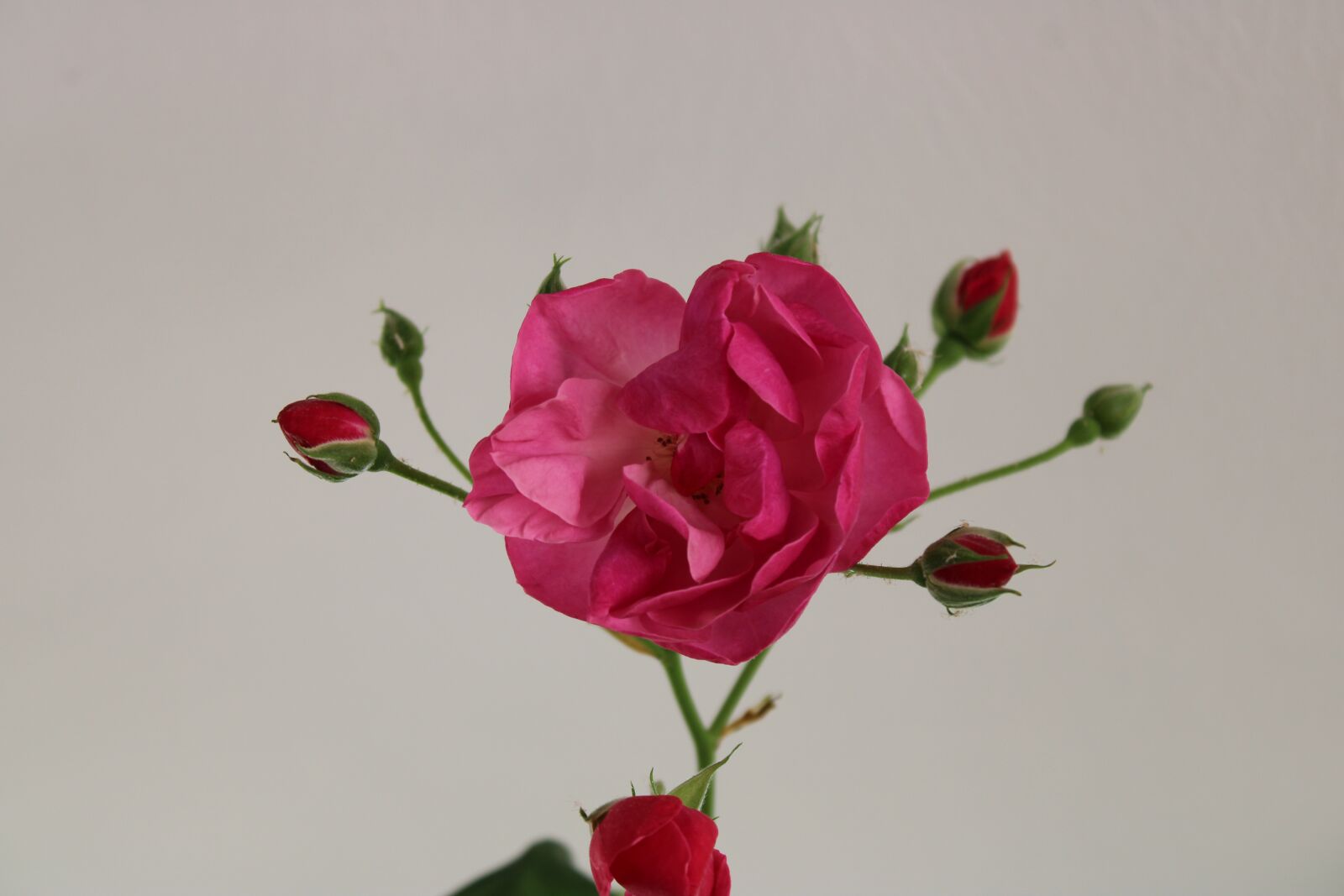 Canon EOS 2000D (EOS Rebel T7 / EOS Kiss X90 / EOS 1500D) sample photo. Rose, red, flower photography
