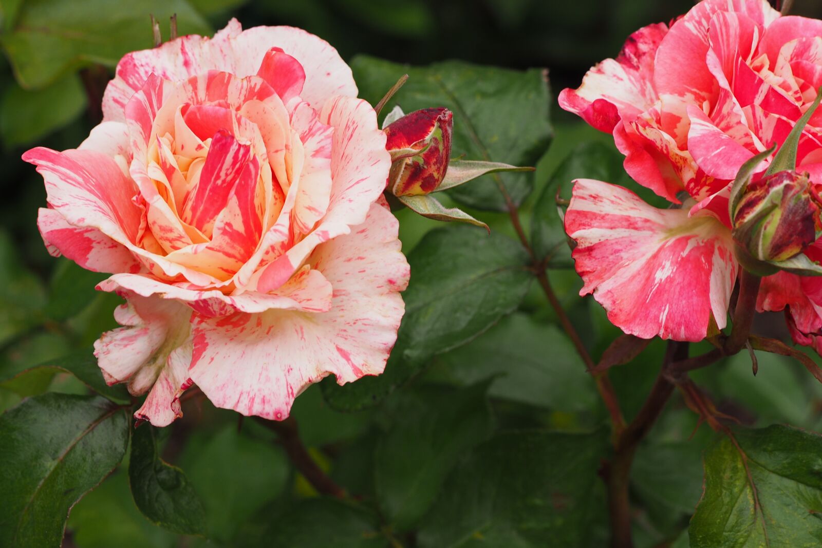Olympus M.Zuiko Digital ED 60mm F2.8 Macro sample photo. Rose, blossom, bloom photography