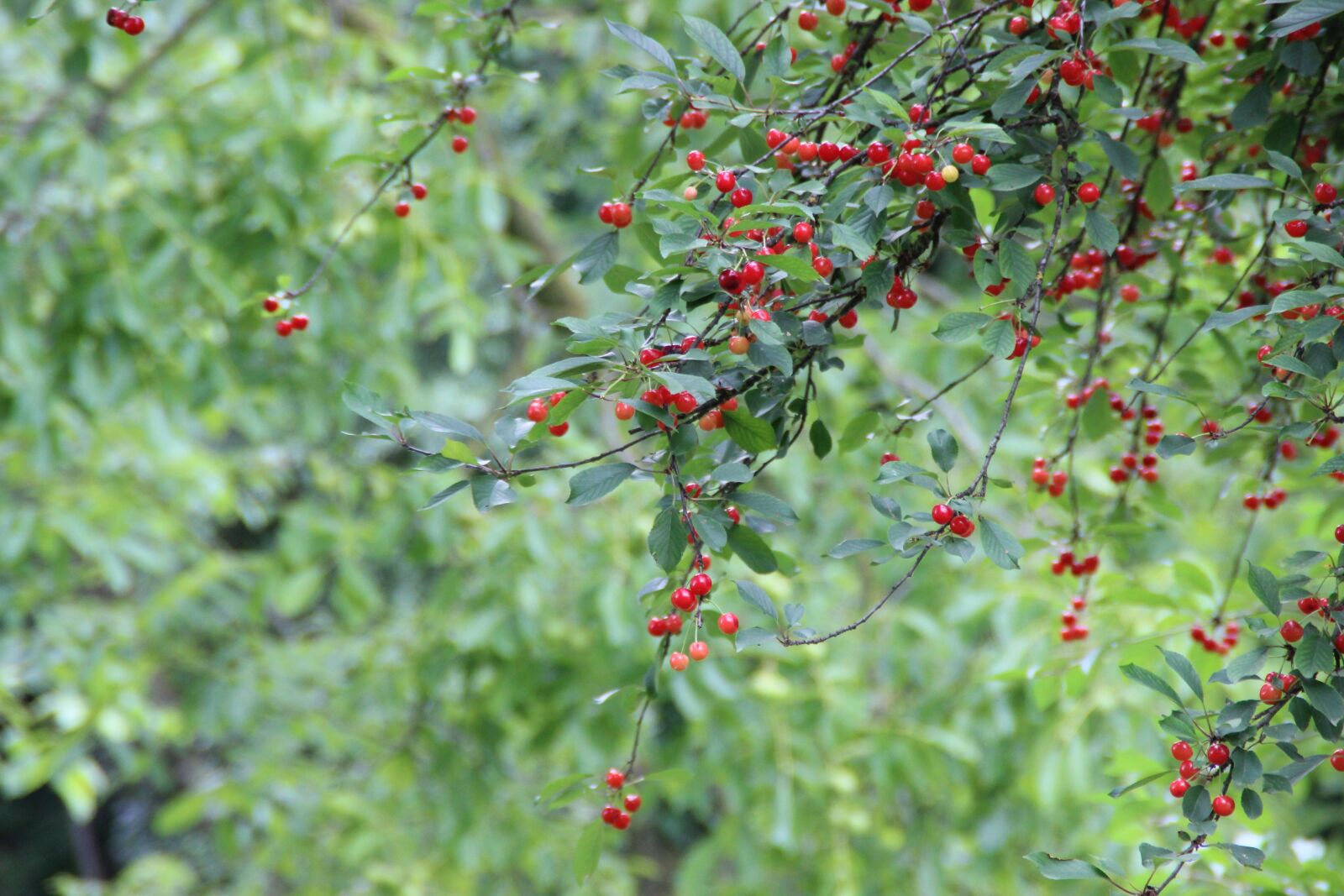 Canon EOS 600D (Rebel EOS T3i / EOS Kiss X5) sample photo. Flowers, plants, nature photography