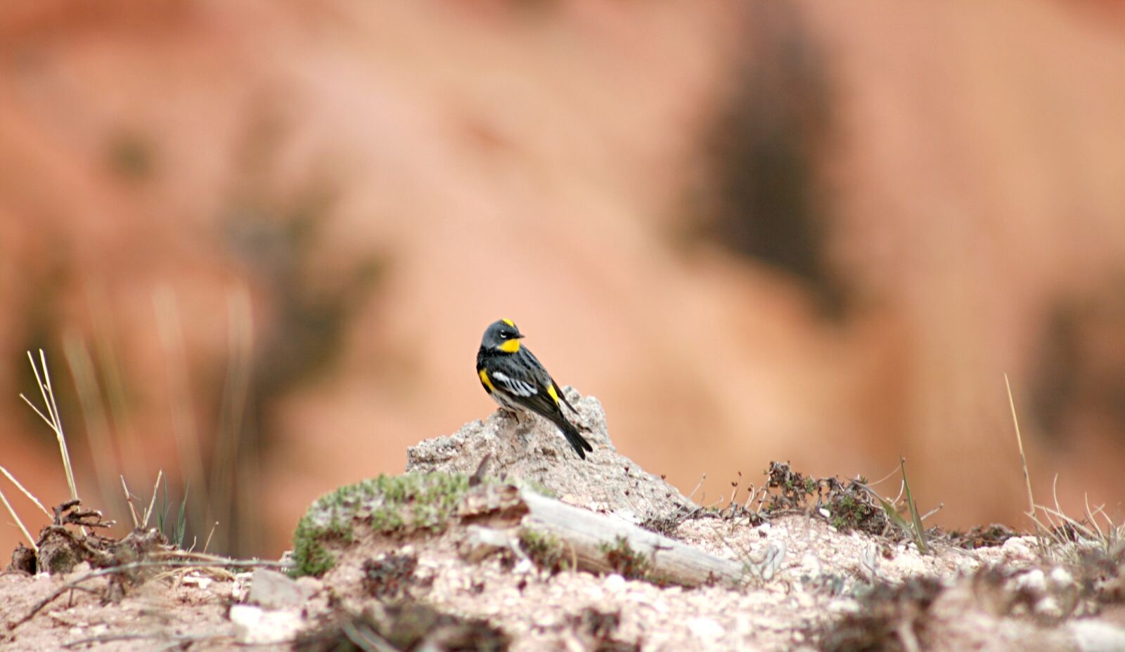 Canon EOS 400D (EOS Digital Rebel XTi / EOS Kiss Digital X) sample photo. Yellow rumped warbler, bird photography