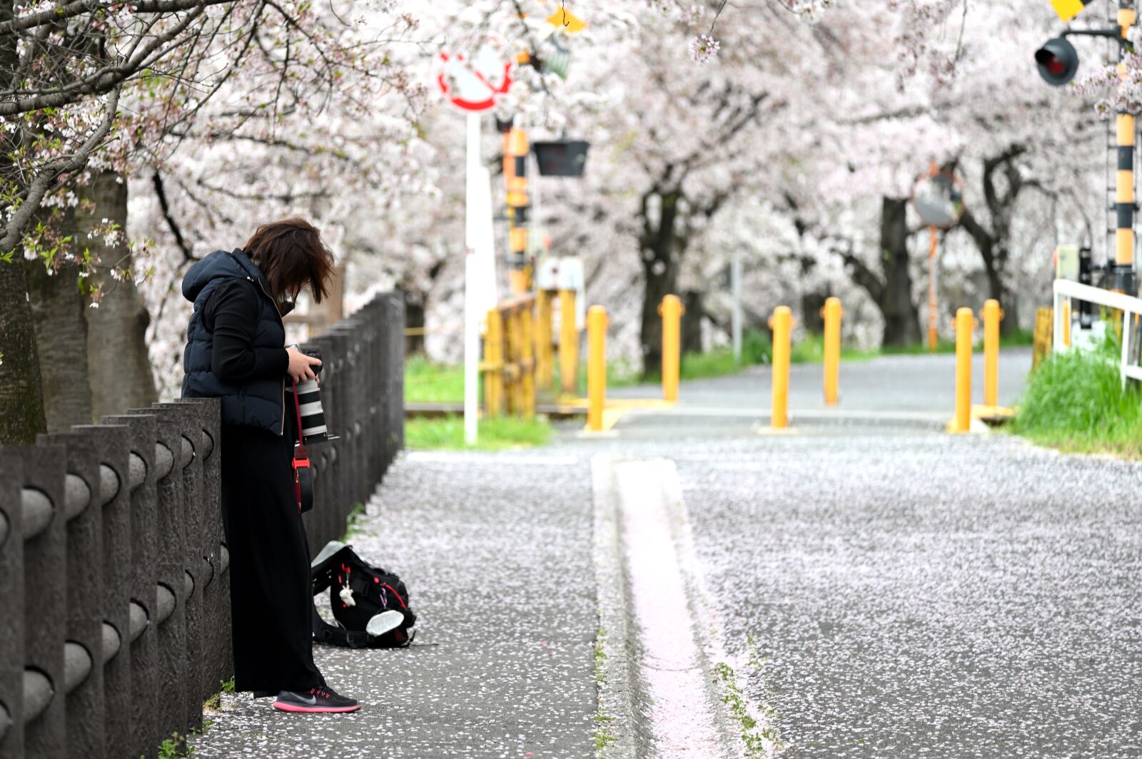 Nikon Z6 sample photo. Cherry blossoms, shooting, women photography