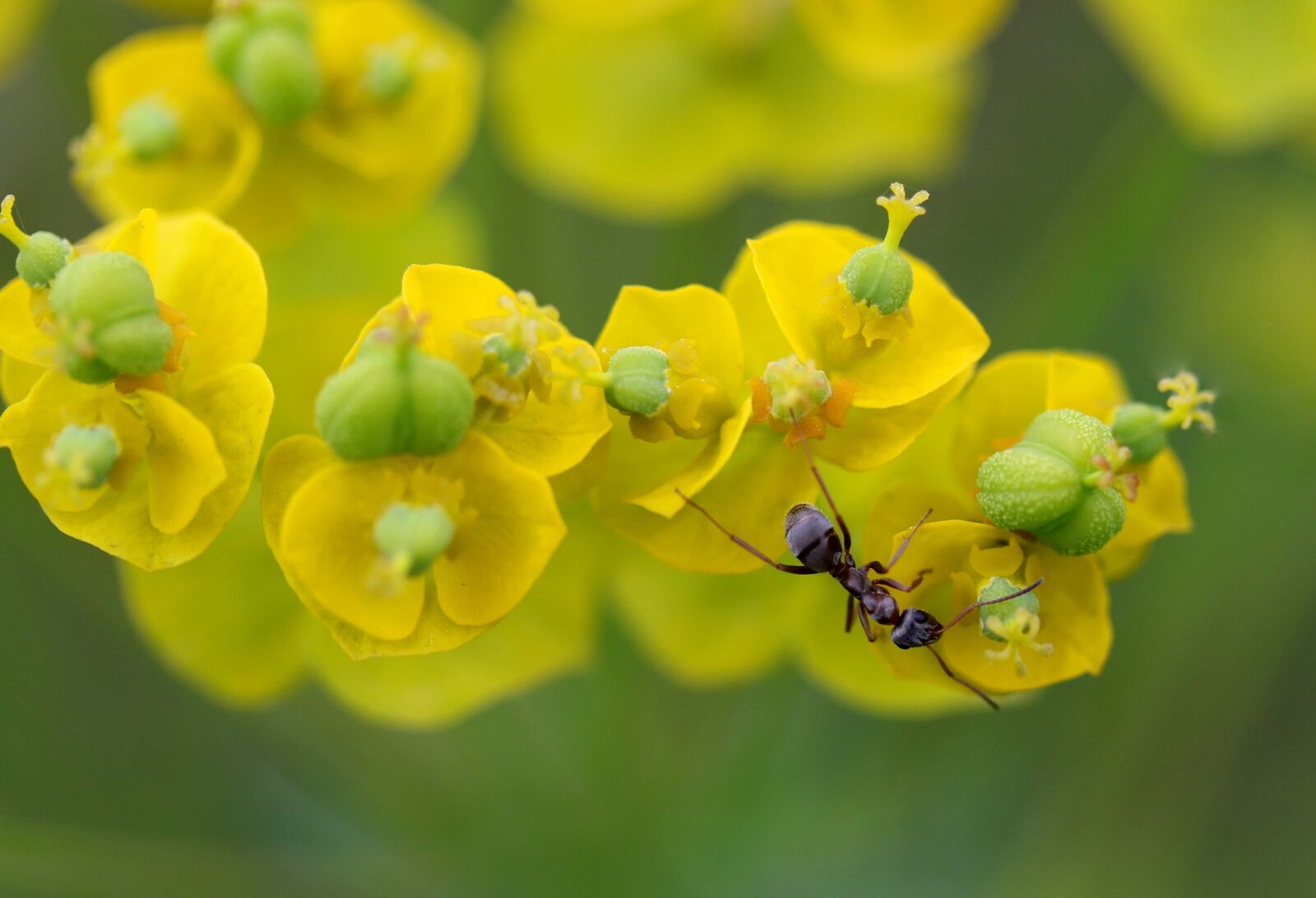 Canon EOS 7D Mark II sample photo. Ant, insecta, plant photography