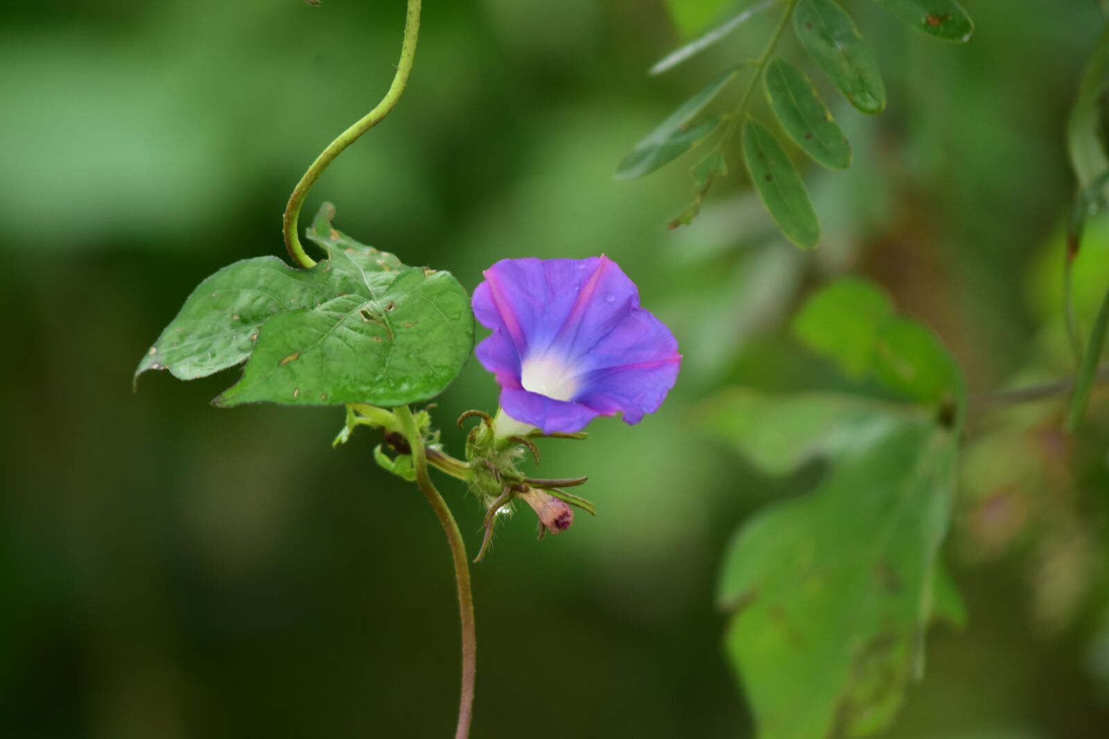 Nikon D750 sample photo. Morning glory, purple, autumn photography