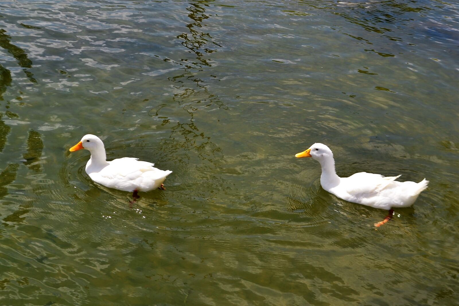 Nikon D3100 sample photo. School of ducks, duck photography