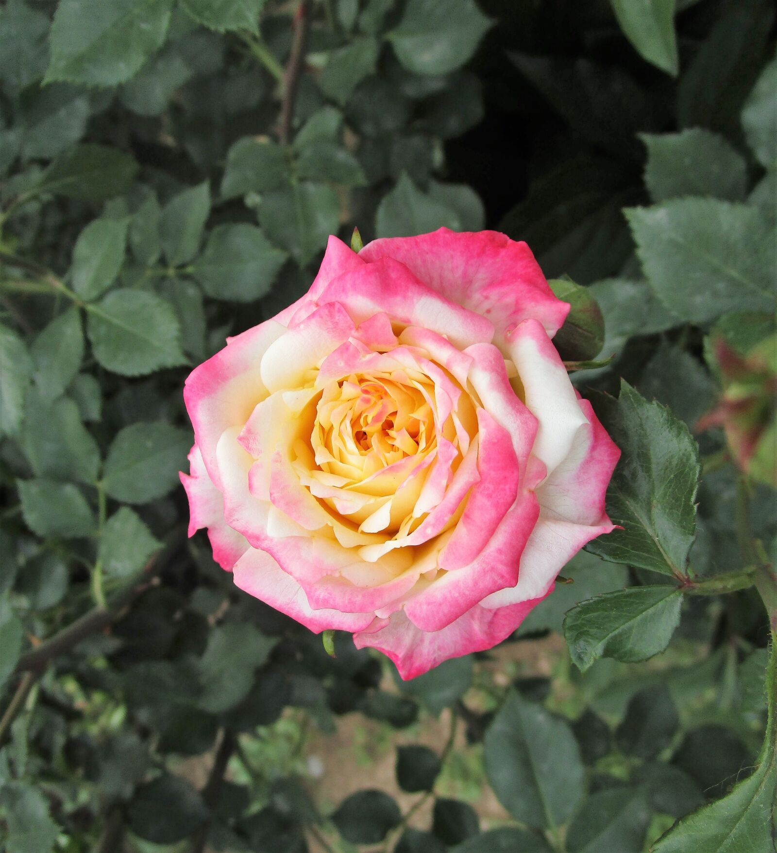 Canon IXUS 190 sample photo. Rose, flower, floral photography