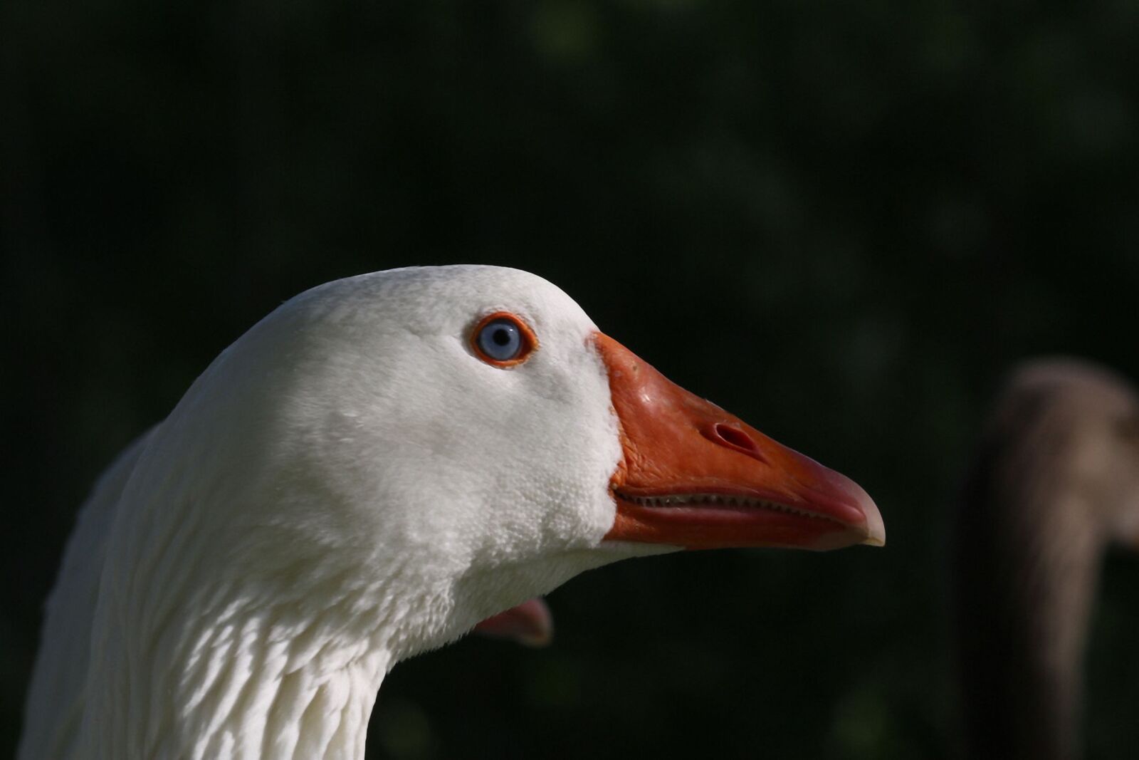 Canon EOS 70D sample photo. Goose, white, bird photography