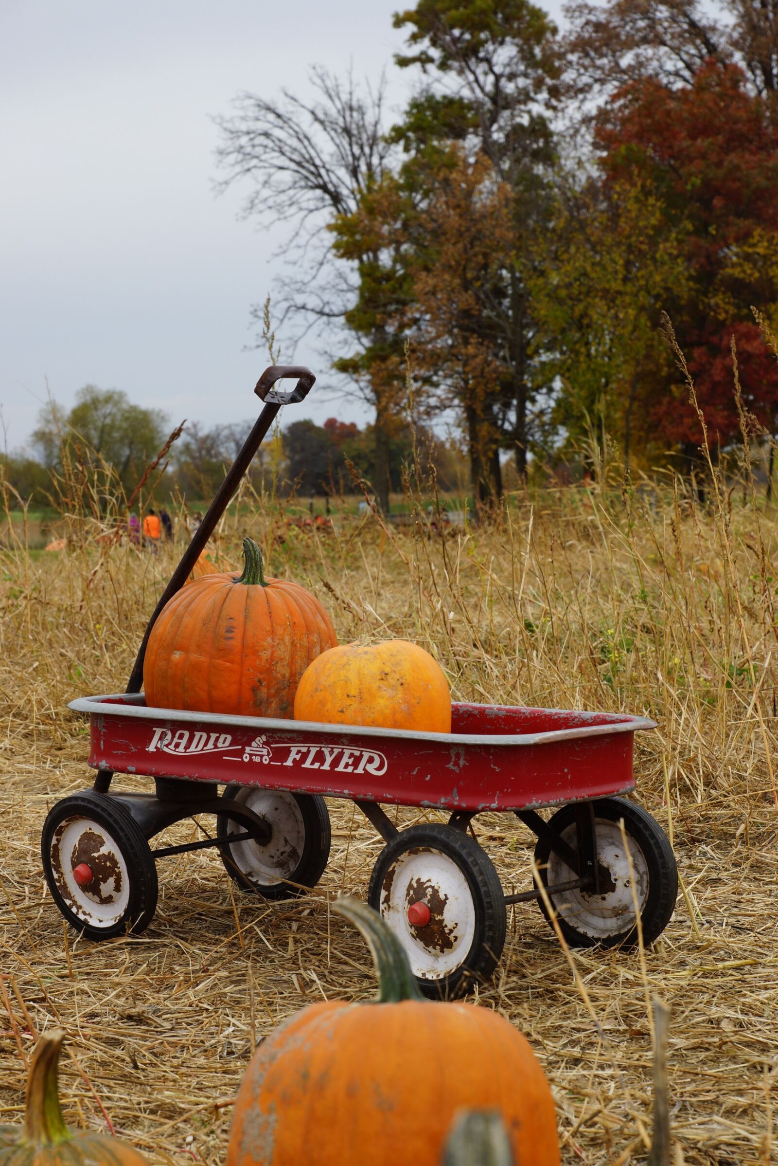 Sony SLT-A77 + Sony DT 16-50mm F2.8 SSM sample photo. Halloween, pumpkin patch, pumpkins photography