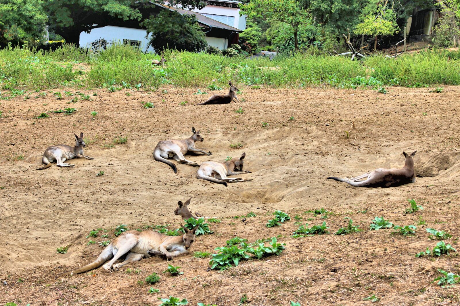 Canon EOS 760D (EOS Rebel T6s / EOS 8000D) sample photo. Bag animals, group, animal photography