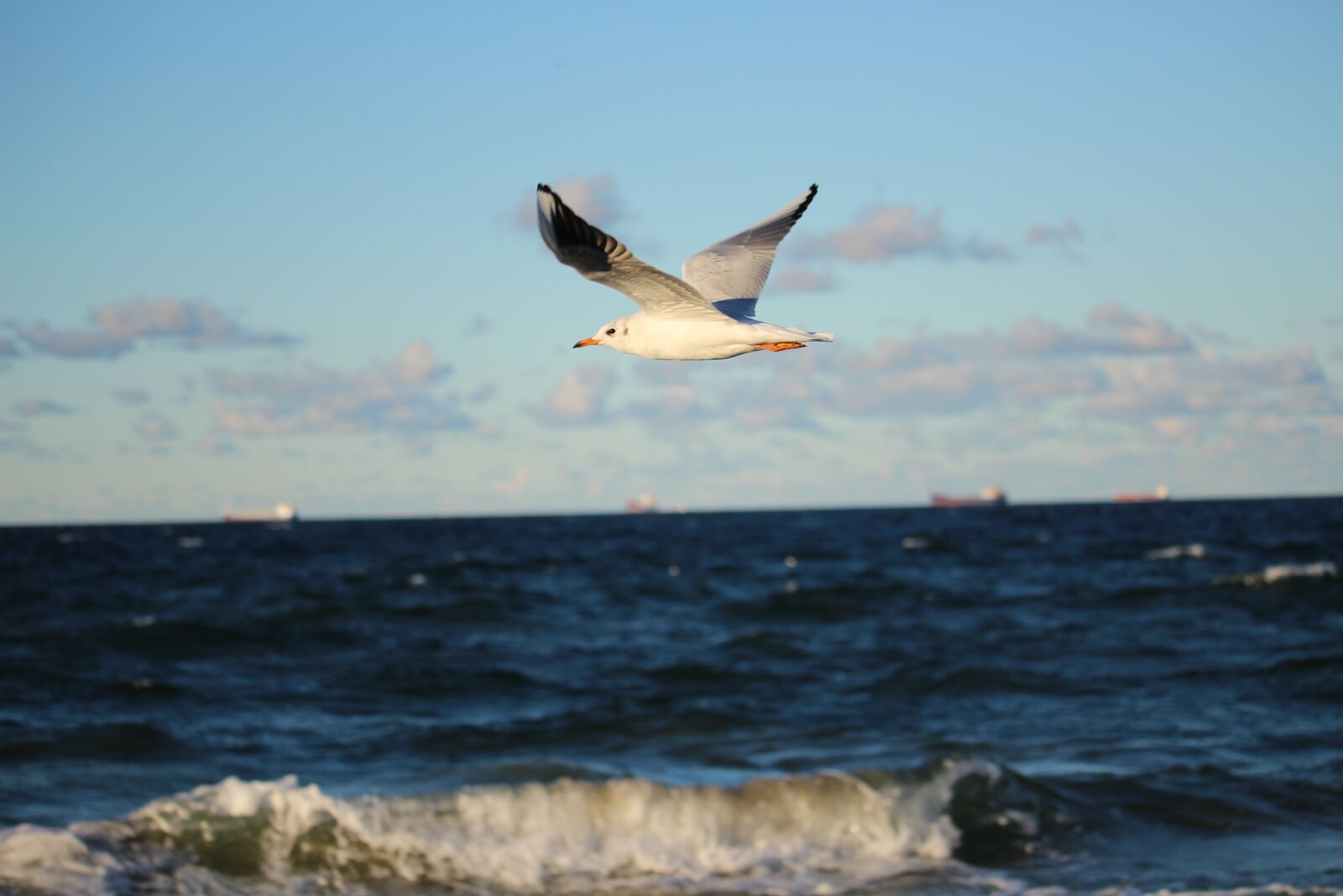 Canon EOS 100D (EOS Rebel SL1 / EOS Kiss X7) sample photo. Sea, seagull, afraid photography