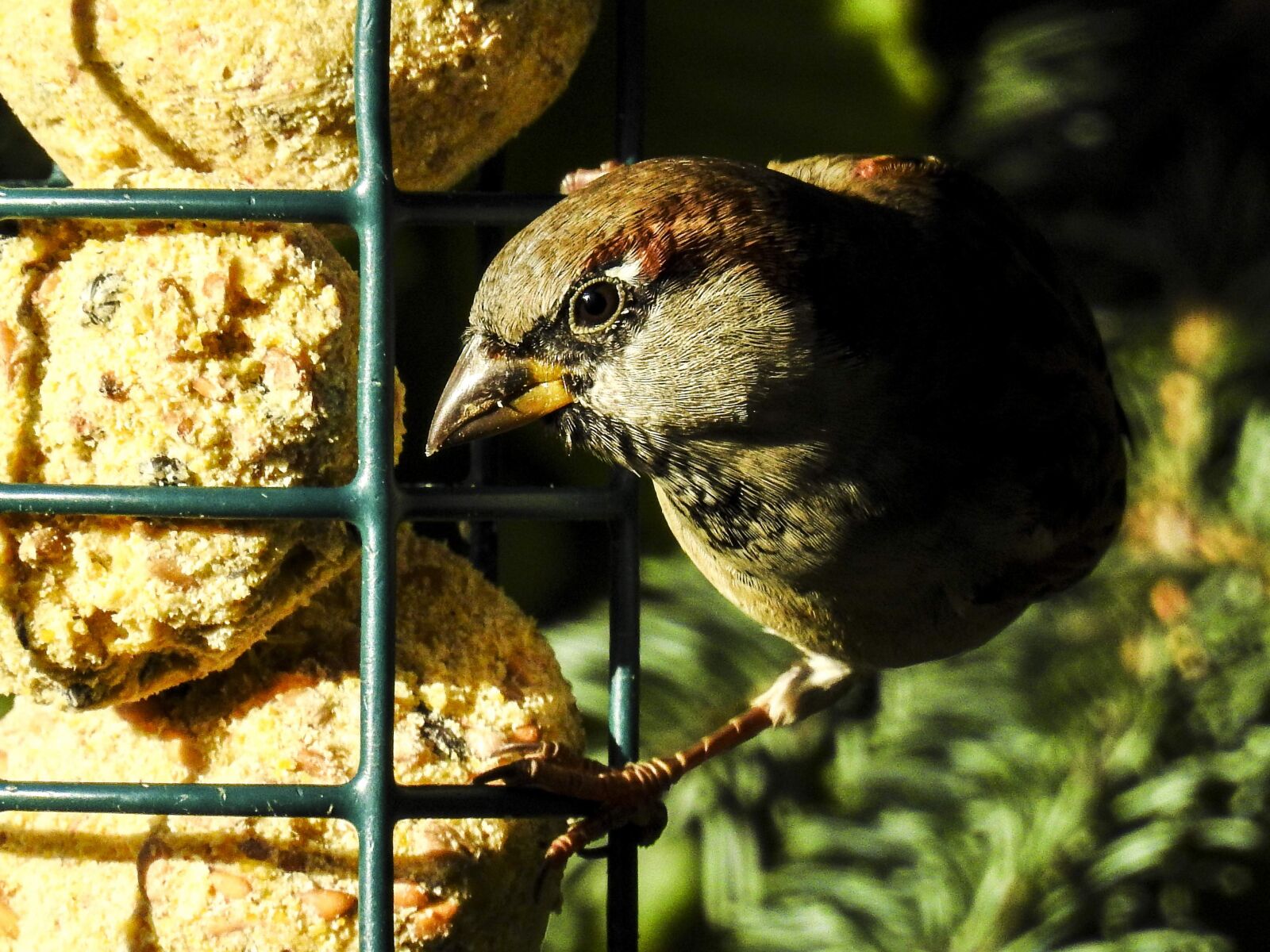 Nikon Coolpix P900 sample photo. House sparrow, sperling, bird photography