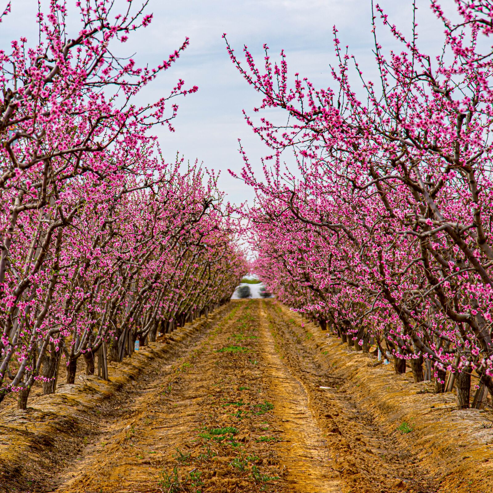 Nikon D750 sample photo. California, flower, farming photography