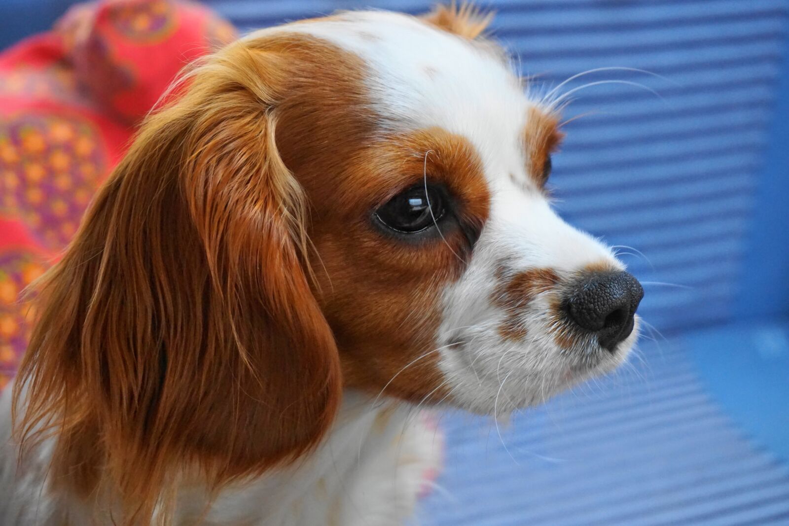 Sony E 16-50mm F3.5-5.6 PZ OSS sample photo. Dog, cute, animal photography