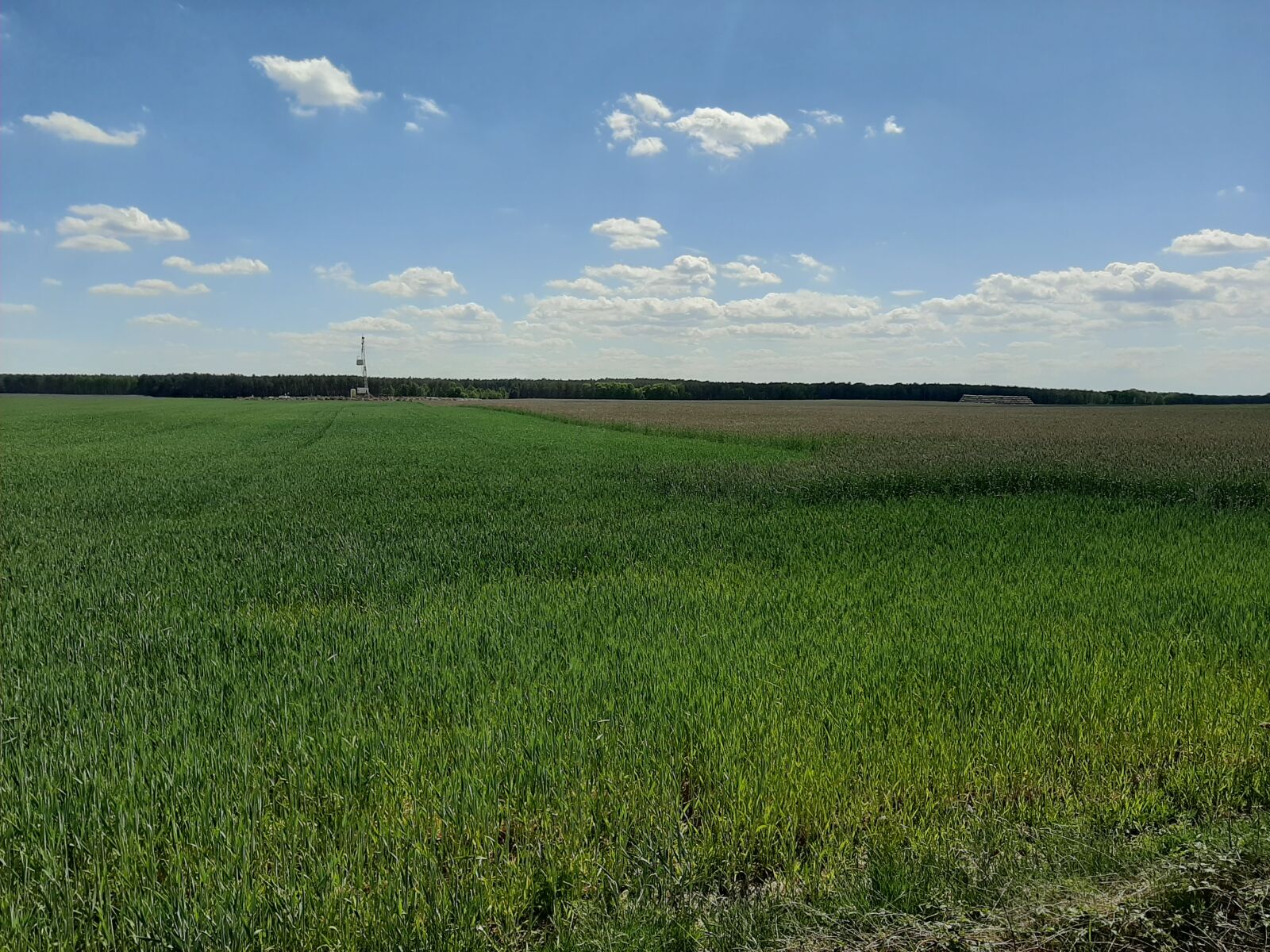 Samsung Galaxy A50 sample photo. Field, corn, poland photography