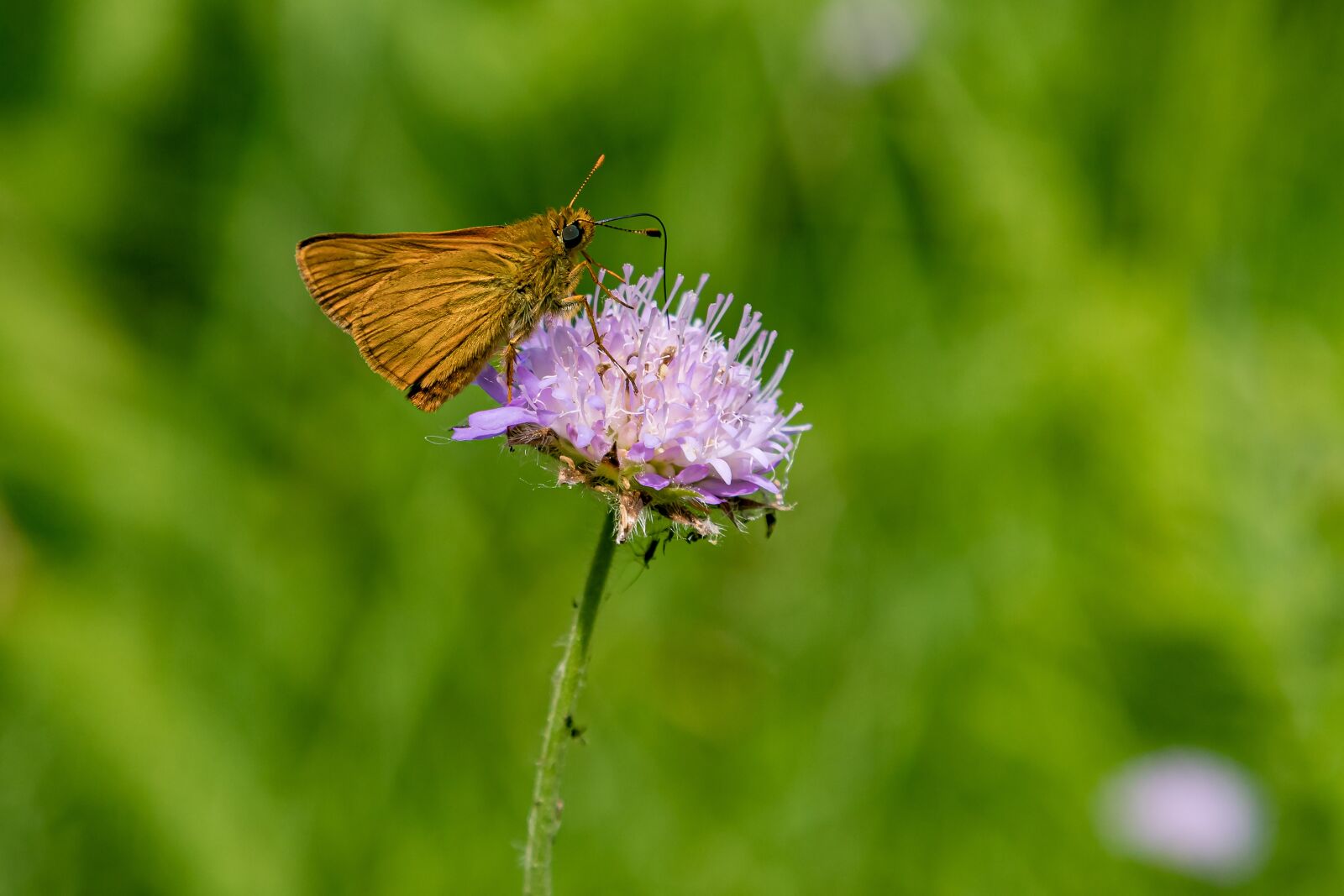 Canon EOS 5D Mark IV sample photo. Insect, butterfly, close up photography