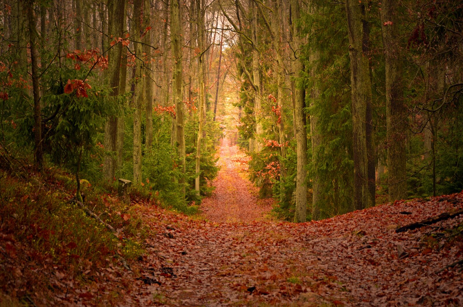 Nikon D3200 sample photo. Forest, mixed forest, trees photography