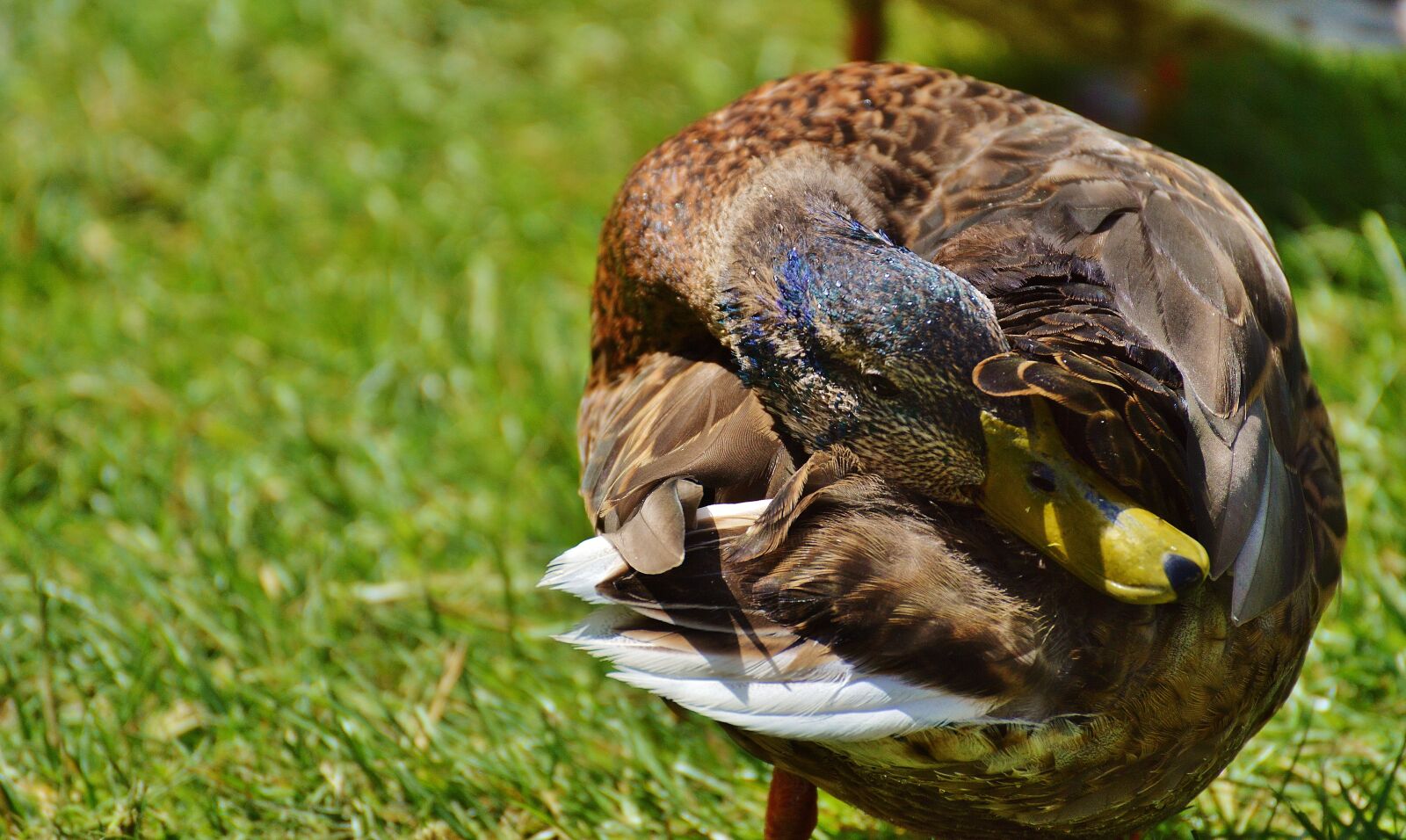 Nikon D3200 sample photo. Duck, water bird, poultry photography