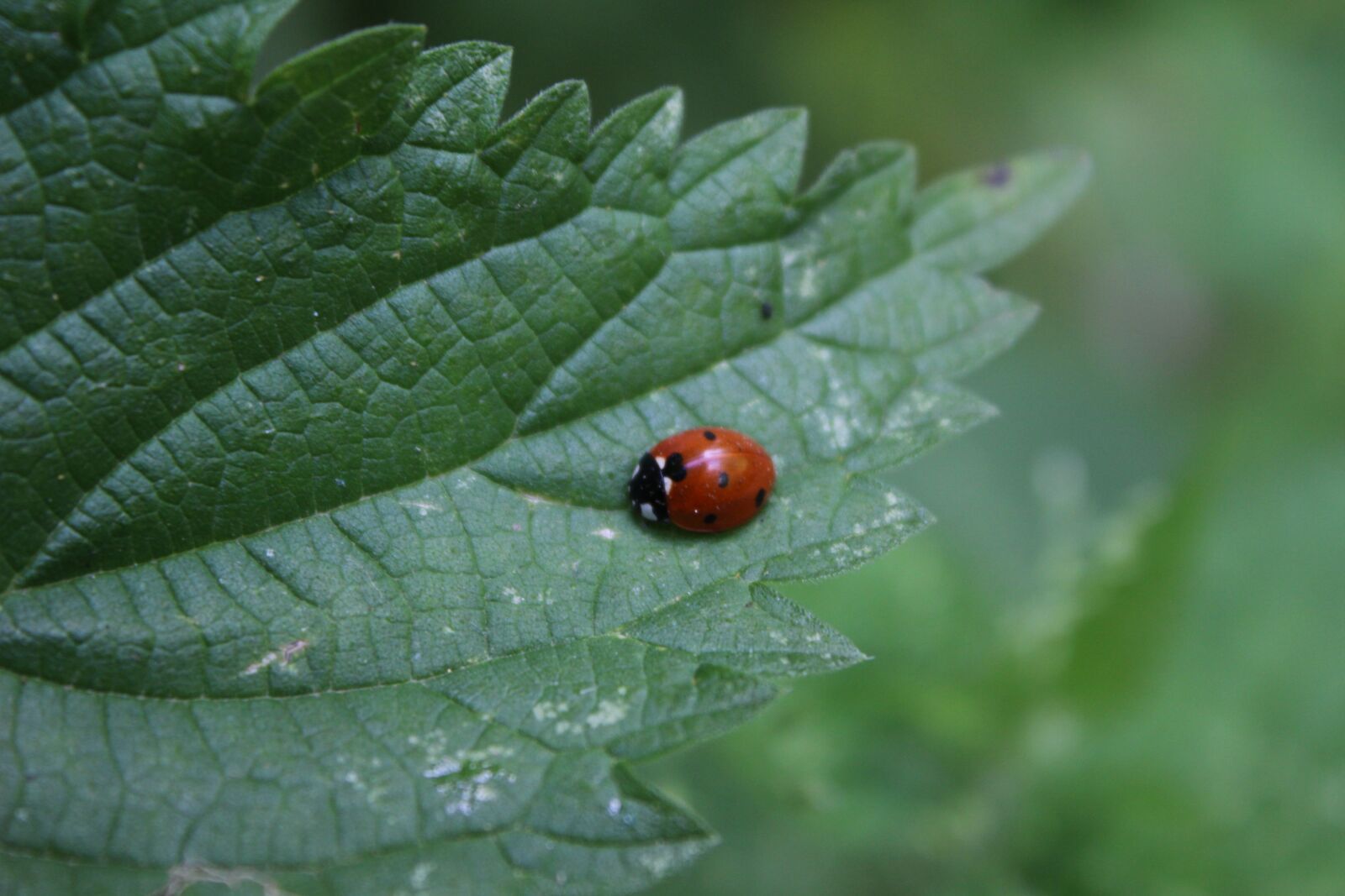Canon EOS 100D (EOS Rebel SL1 / EOS Kiss X7) + Canon EF-S 18-55mm F3.5-5.6 IS II sample photo. Ladybug, leaf, insect photography
