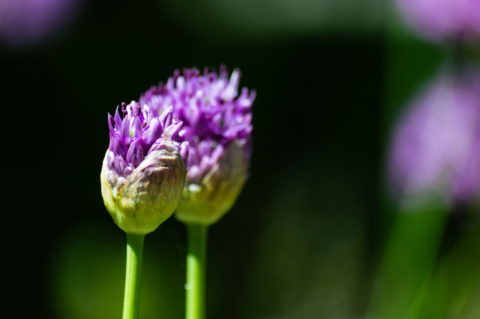 Nikon D3200 sample photo