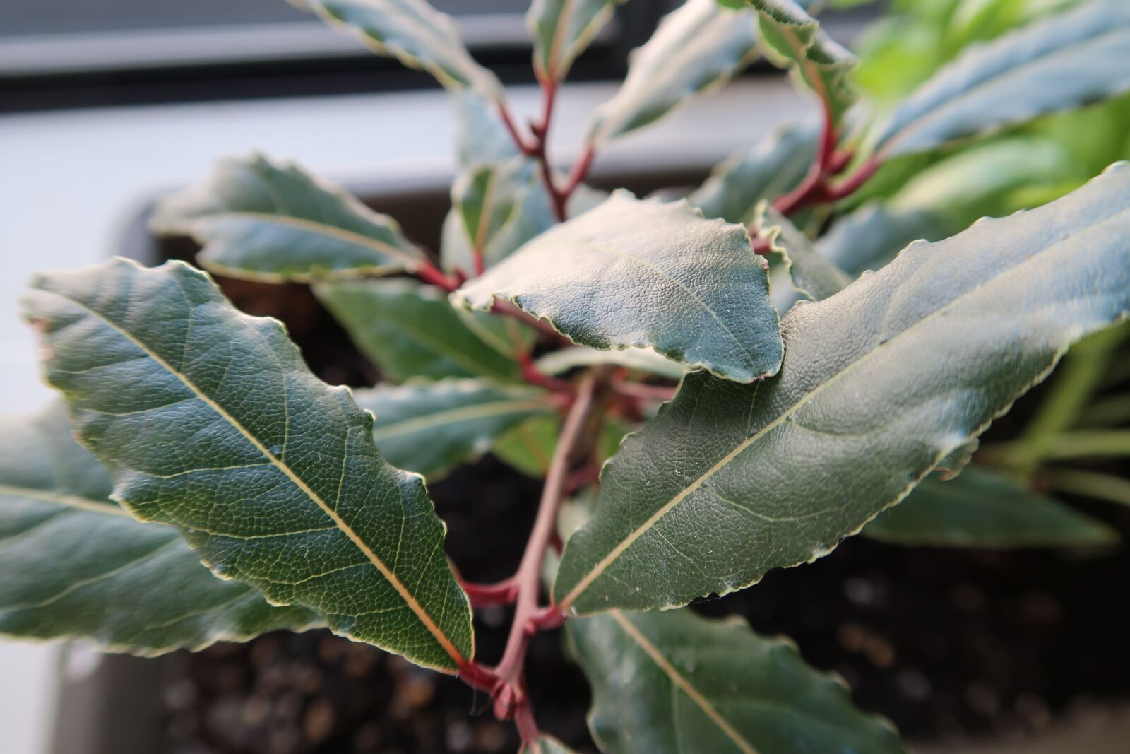 Canon PowerShot G7 X Mark II sample photo. Leaf, nature, plant photography