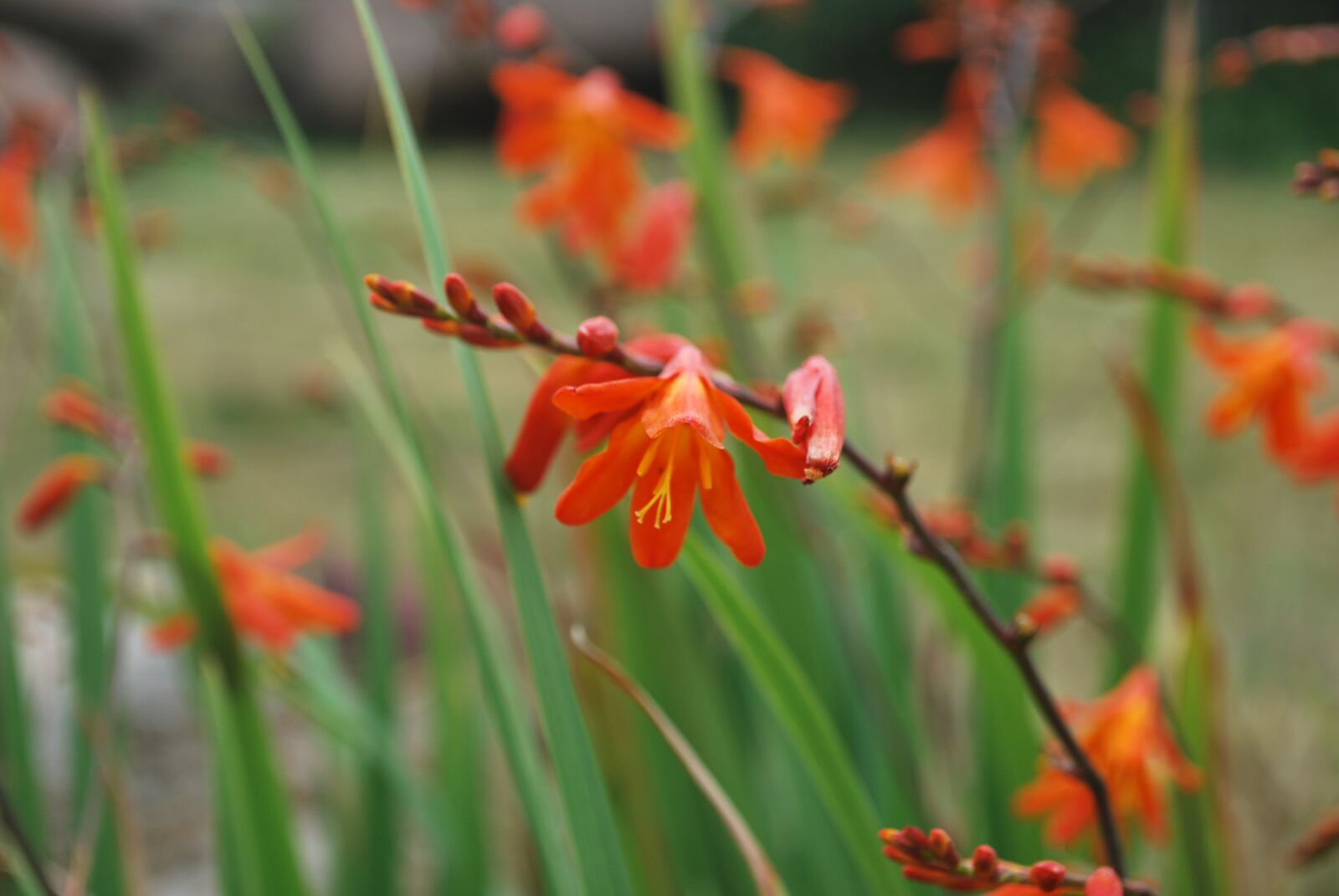 Nikon D60 sample photo. Flower, brittany, orange photography