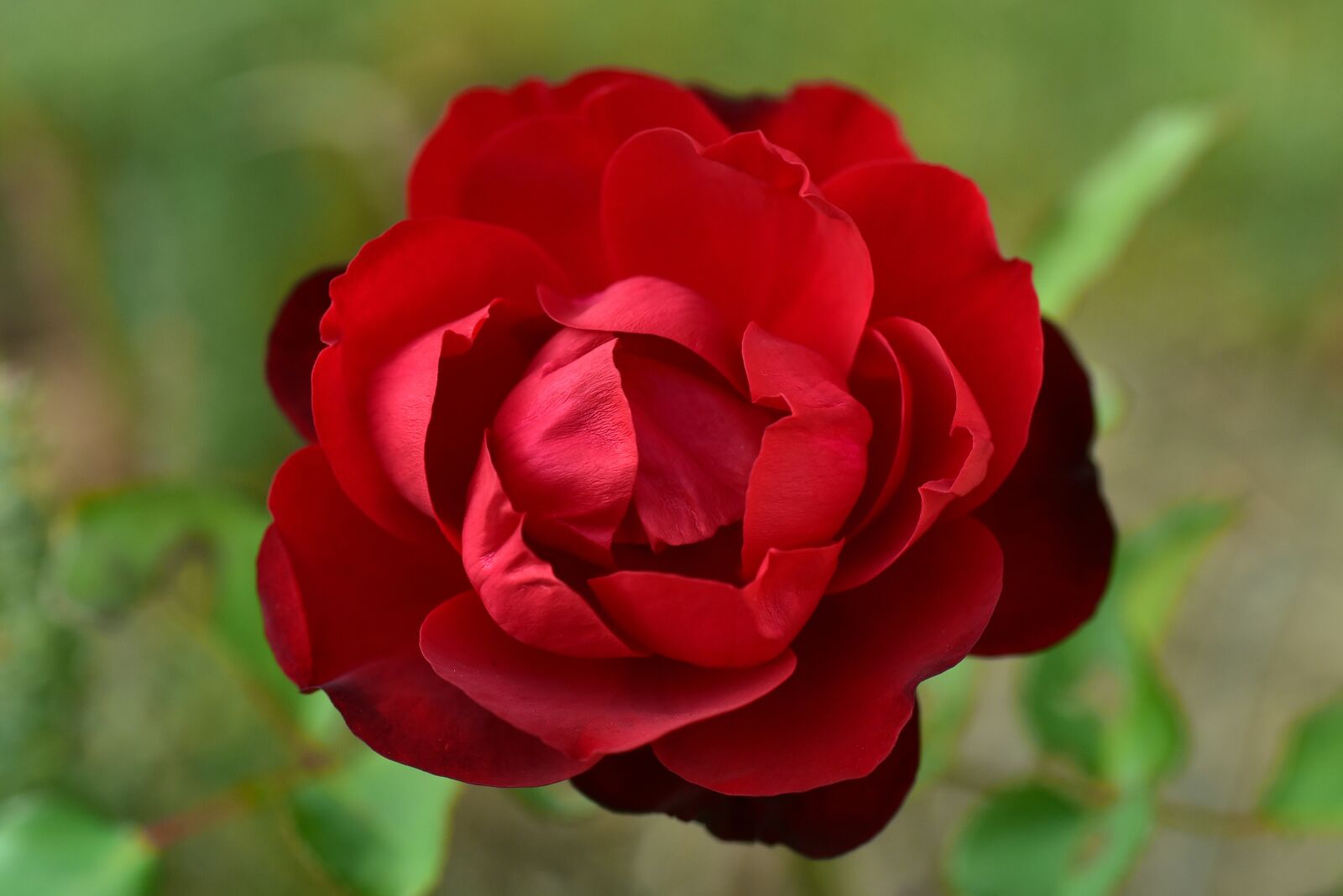Nikon D750 sample photo. Rose, red, blossom photography