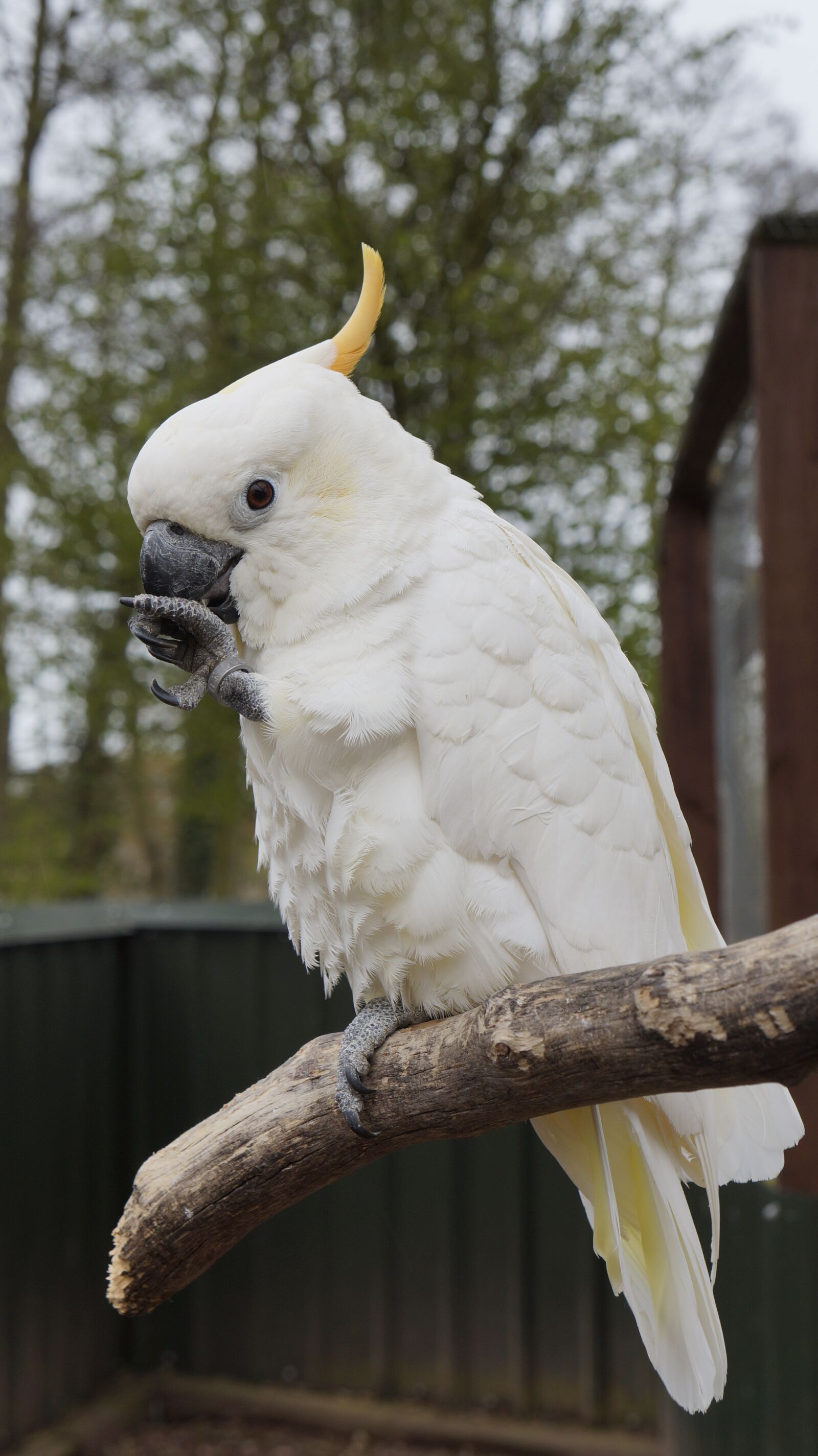 Sony Alpha a3000 sample photo. Parrot, bird, animal photography