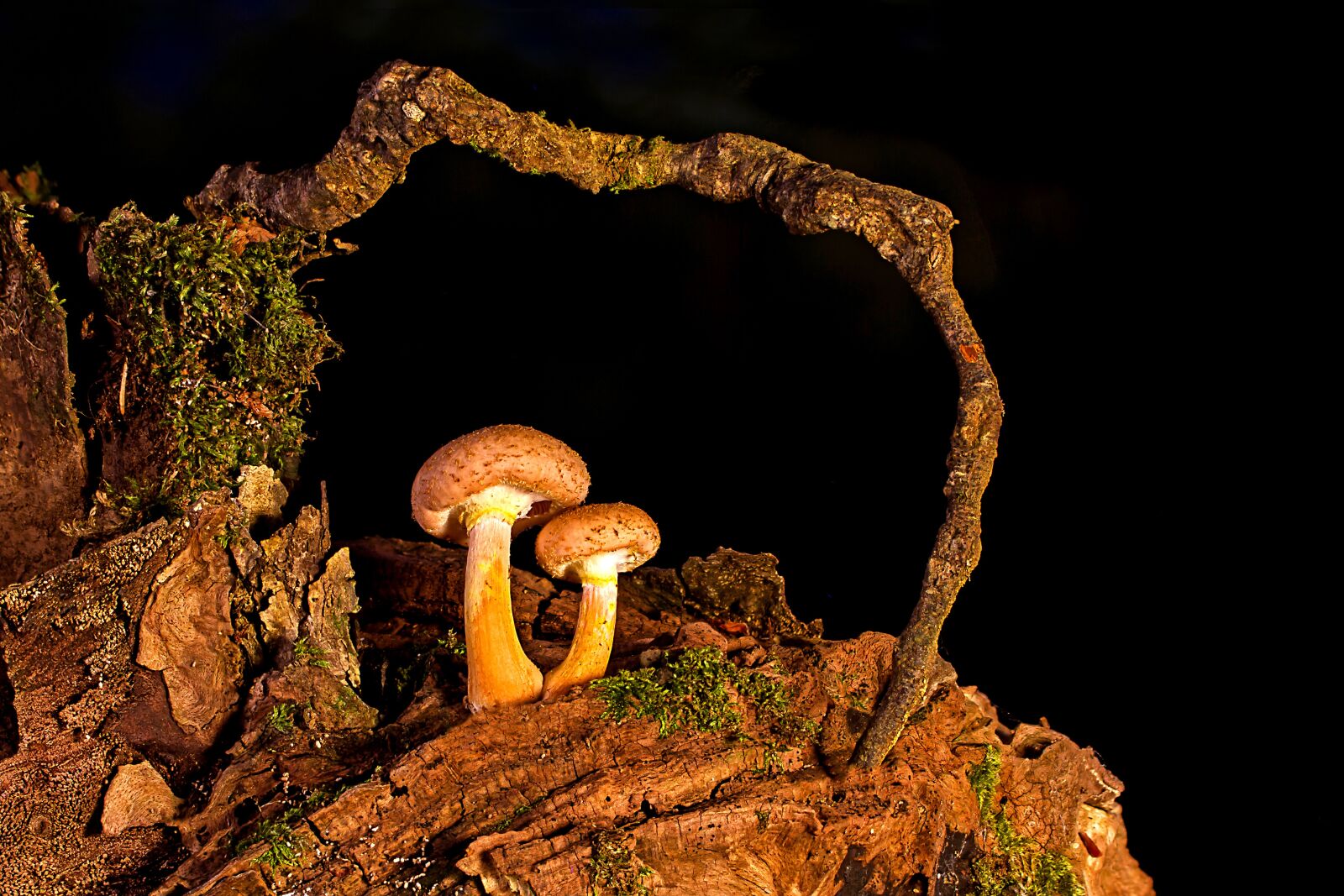 Canon EOS 7D sample photo. Mushroom, armillaria mellea, forest photography