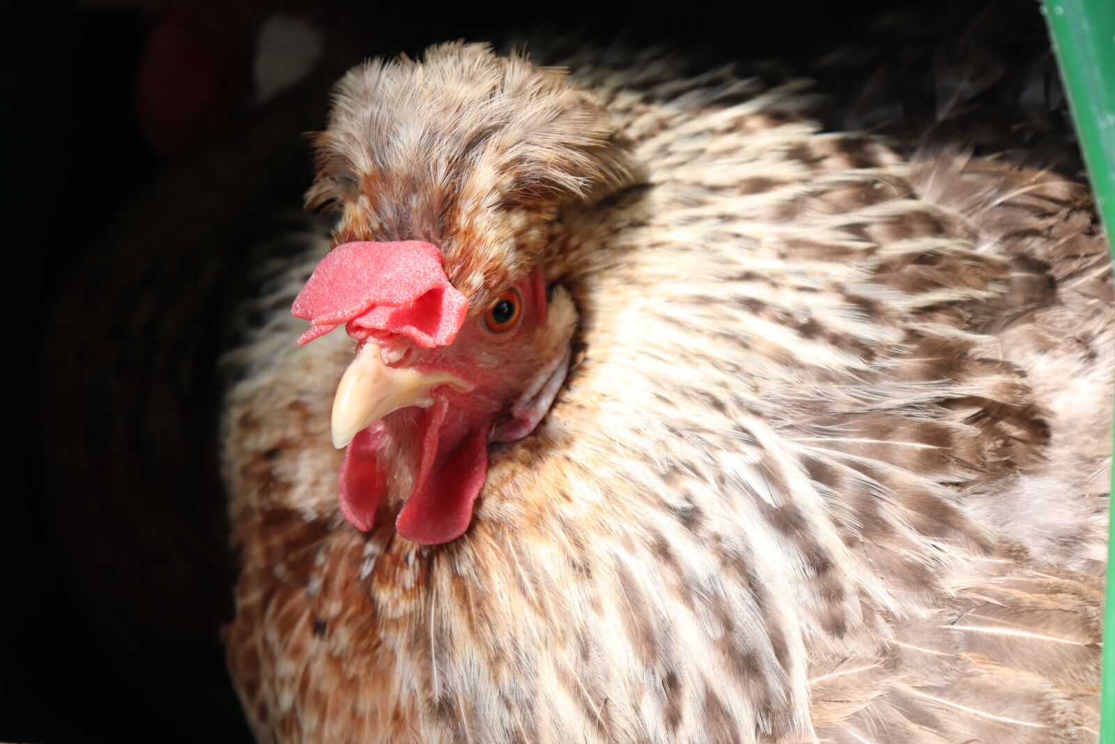 Canon EOS 200D (EOS Rebel SL2 / EOS Kiss X9) sample photo. Cream legbar, chicken, animal photography