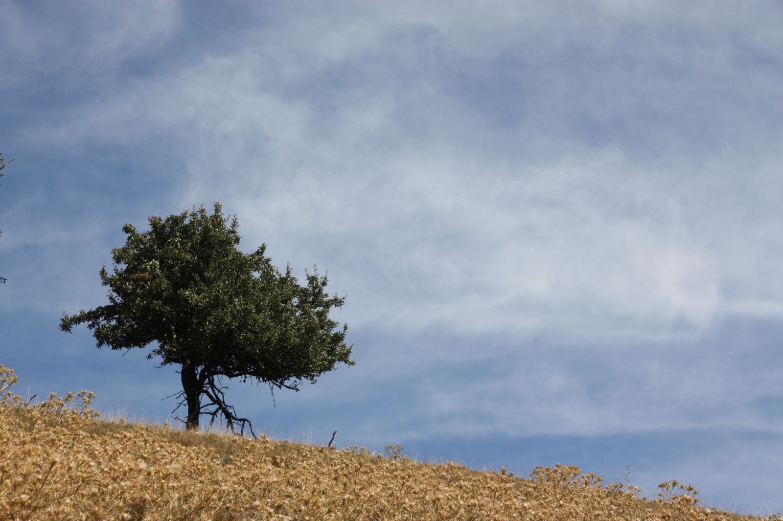 Canon EOS 450D (EOS Rebel XSi / EOS Kiss X2) sample photo. Tree, loneliness, mountains photography