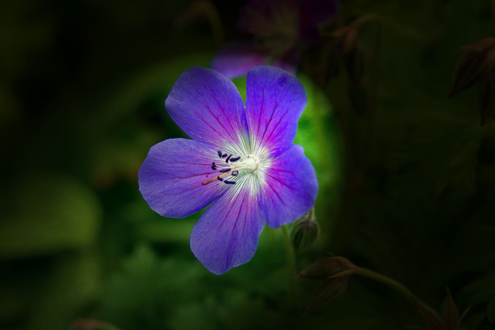 Sony SLT-A77 + Minolta AF 50mm F1.7 sample photo. Flower blossom, blue, blue photography