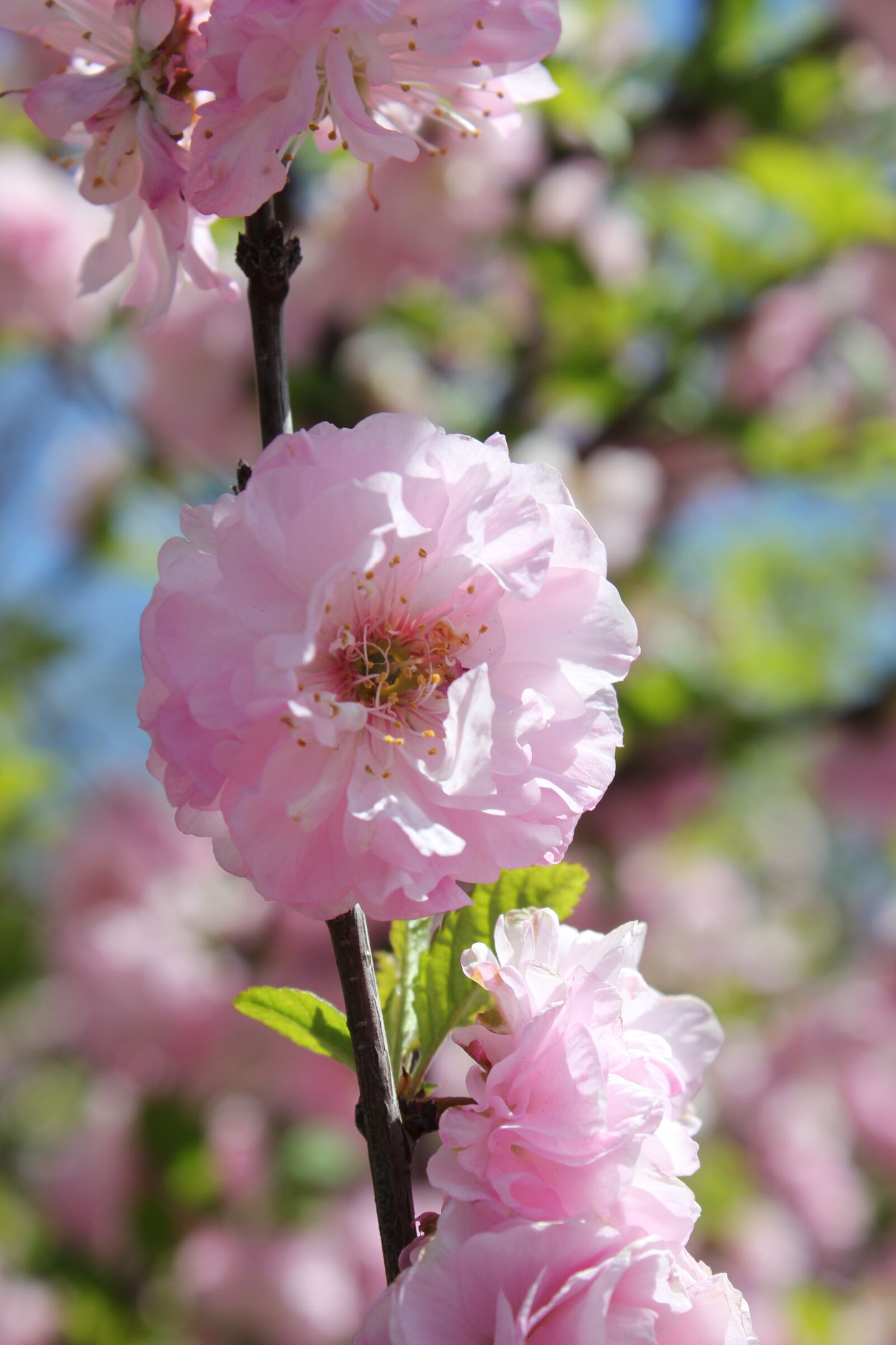 Canon EOS 550D (EOS Rebel T2i / EOS Kiss X4) sample photo. Flower, pink, blooming photography