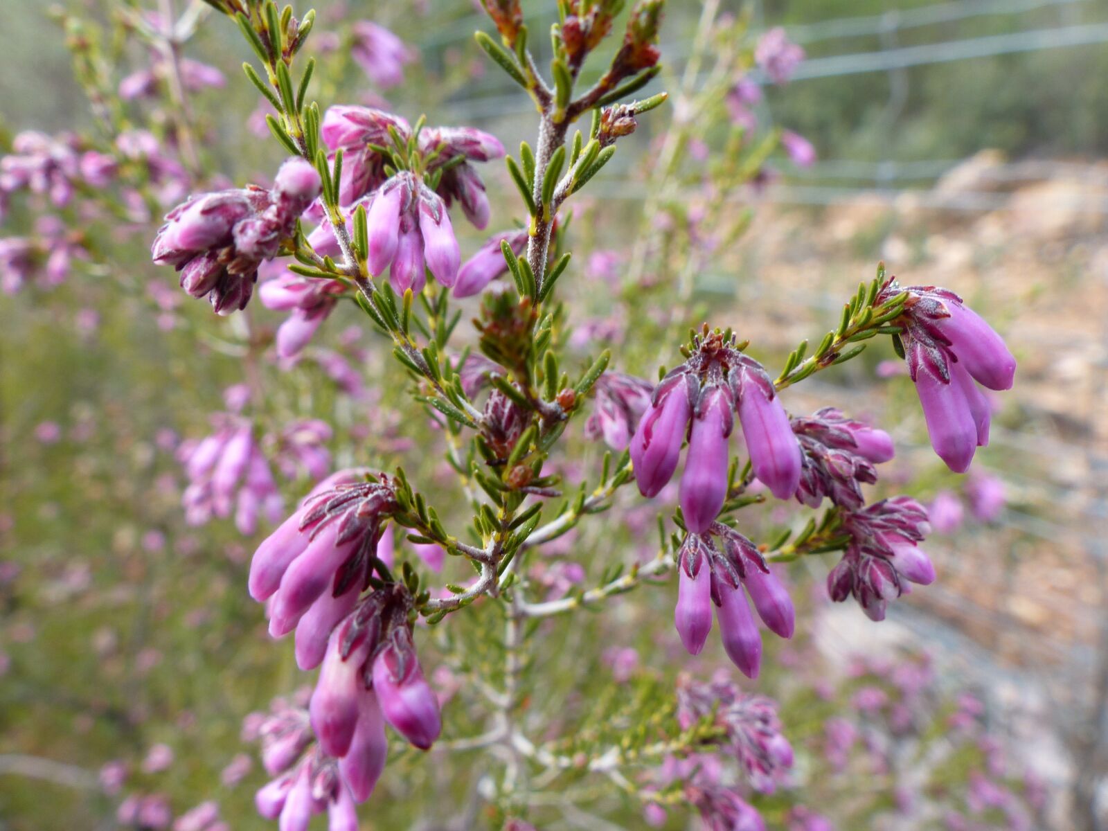 Panasonic Lumix DMC-FZ200 sample photo. Flowers, wild, spring photography