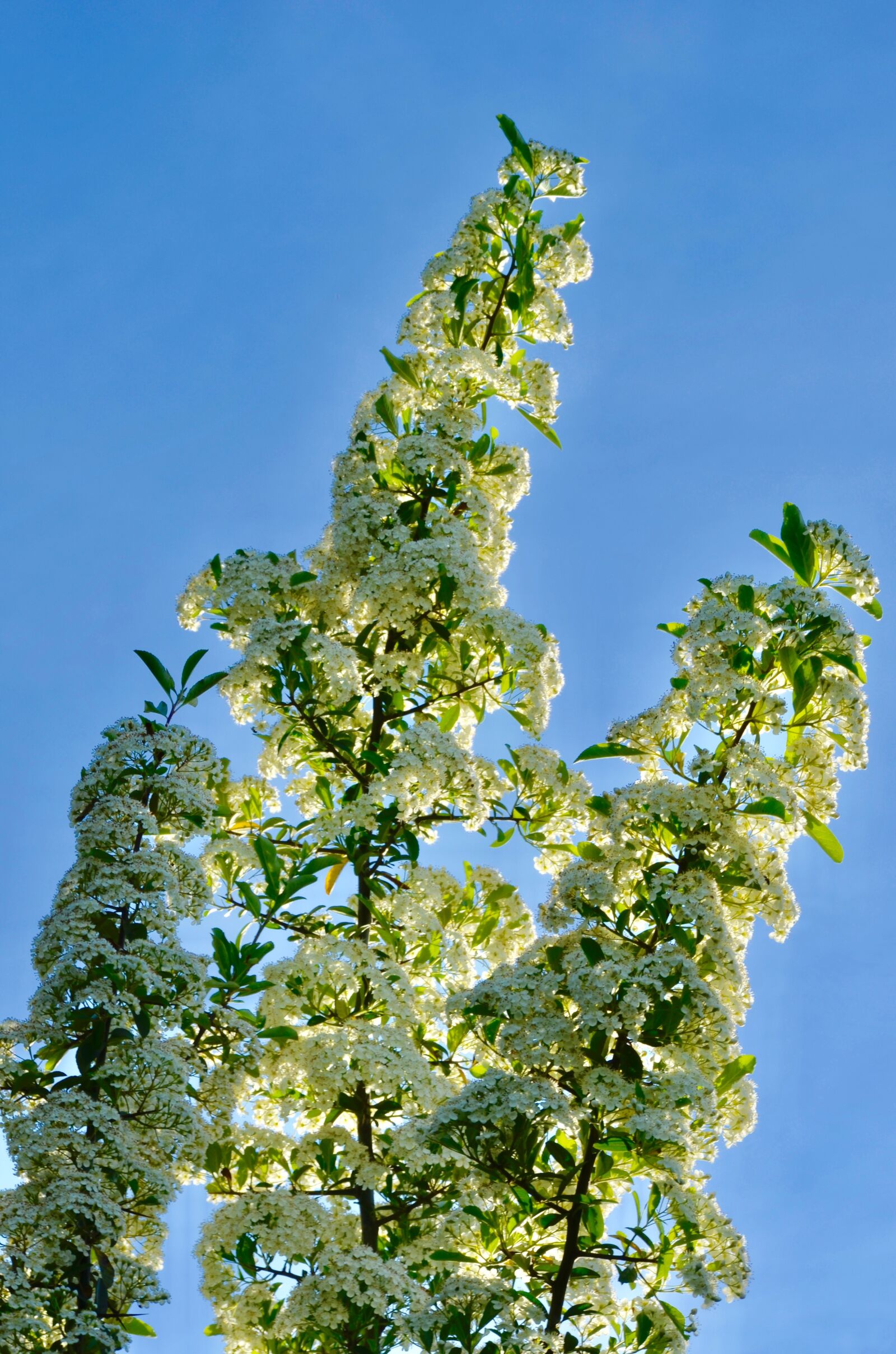 Nikon D5100 sample photo. Hawthorn, flowers, bush photography