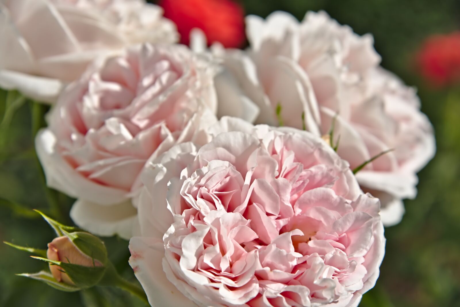 Nikon D750 sample photo. Roses, rose petals, blossomed photography