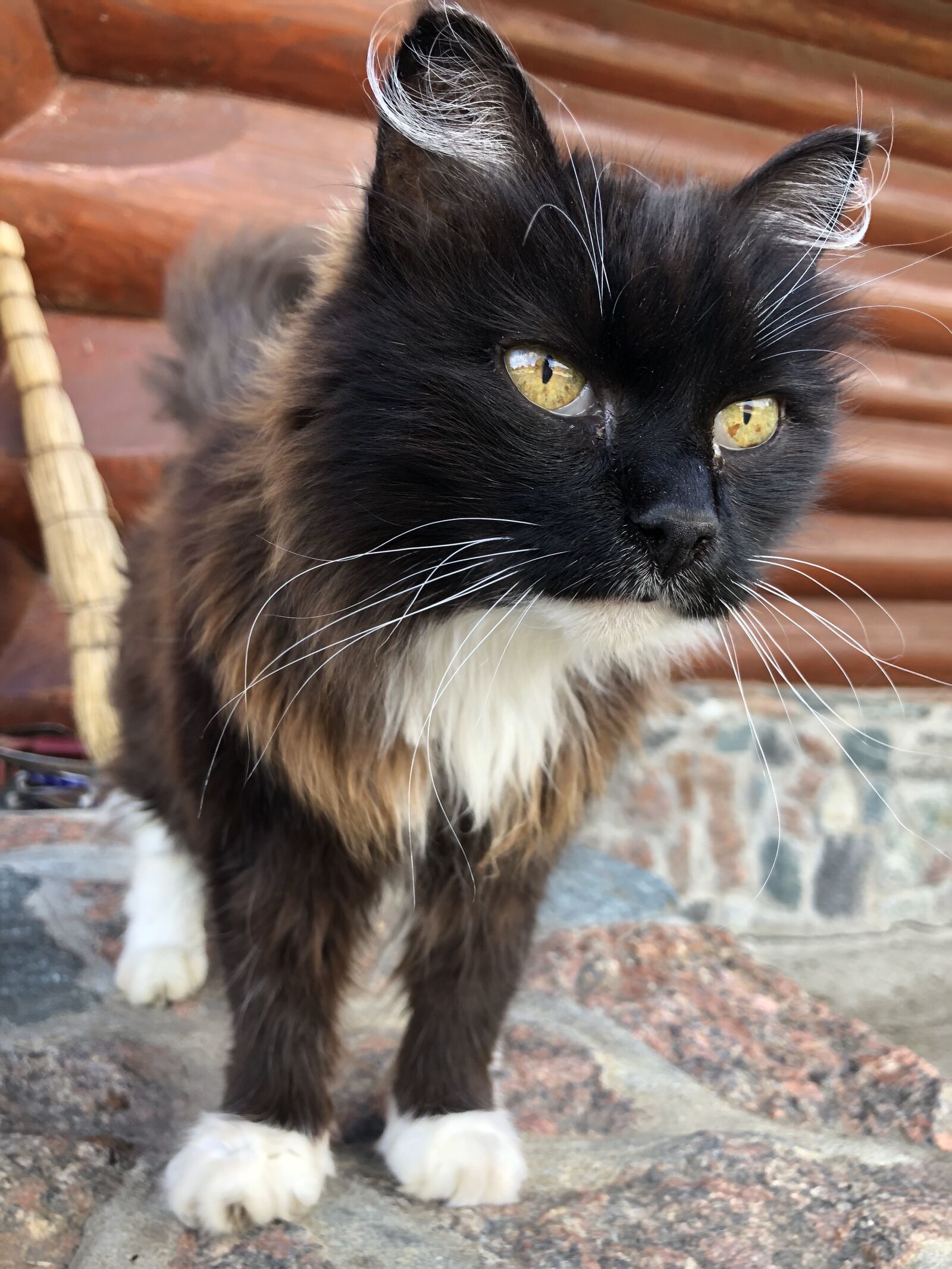 iPhone X back dual camera 4mm f/1.8 sample photo. Cat, black, white photography