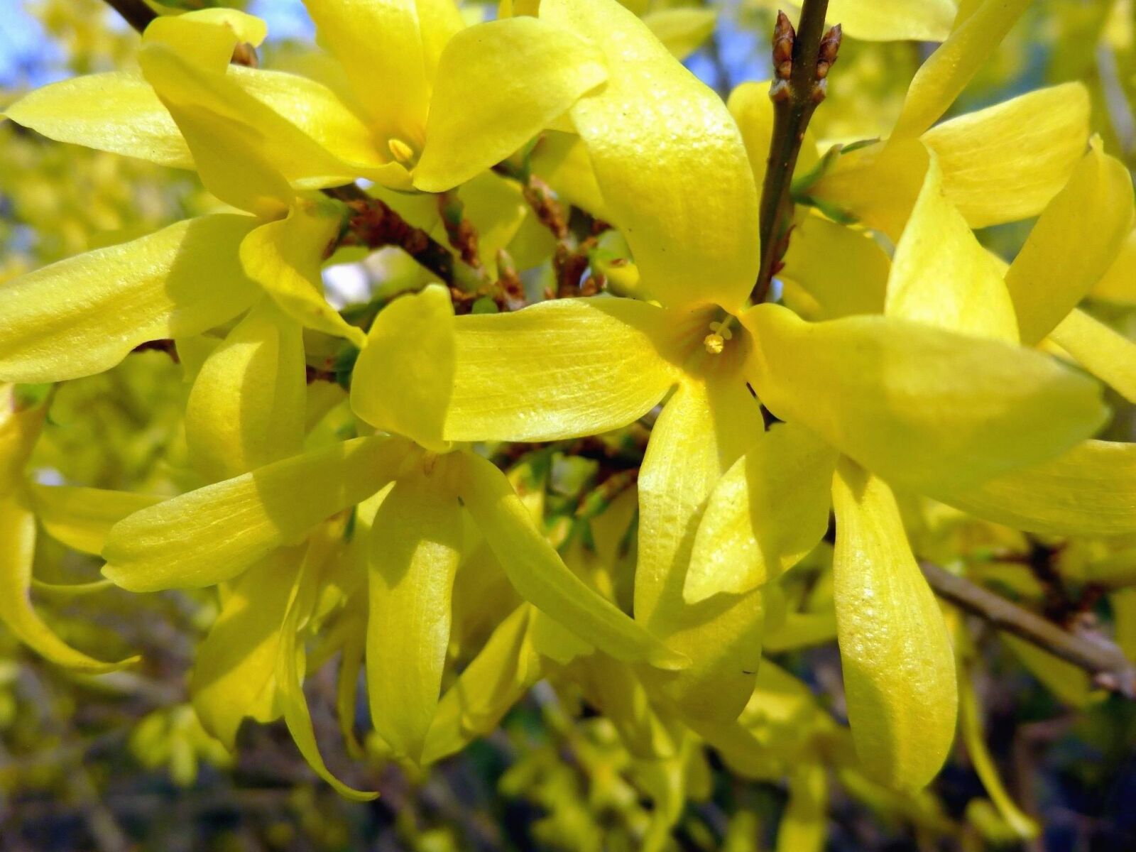 Panasonic DMC-SZ9 sample photo. Bush, yellow flower, flower photography