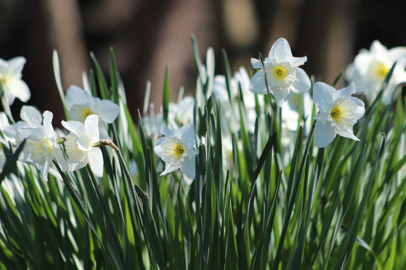 Canon EOS 77D (EOS 9000D / EOS 770D) sample photo. Osterglocken, daffodils, white photography
