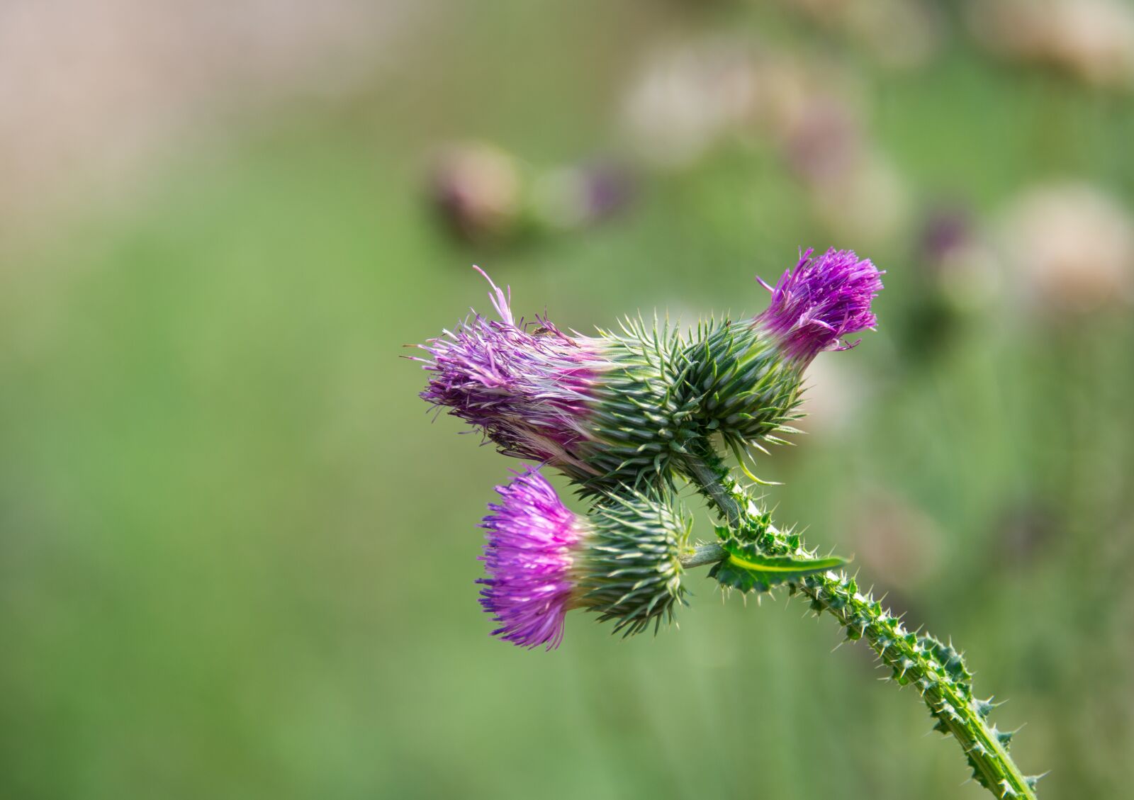 Nikon D600 sample photo. Dandelion, flowersplants, bud photography