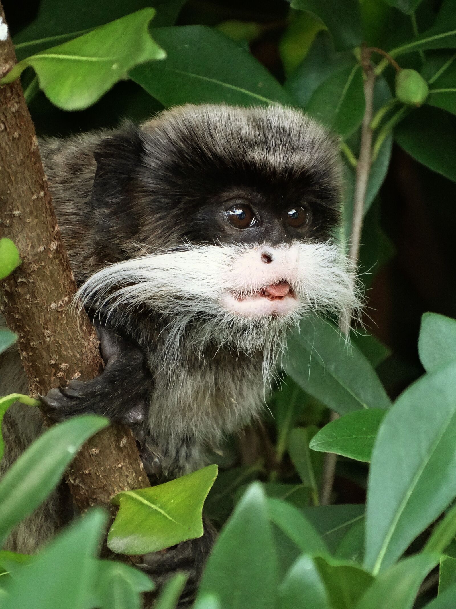 Sony Cyber-shot DSC-HX300 sample photo. Monkey photography