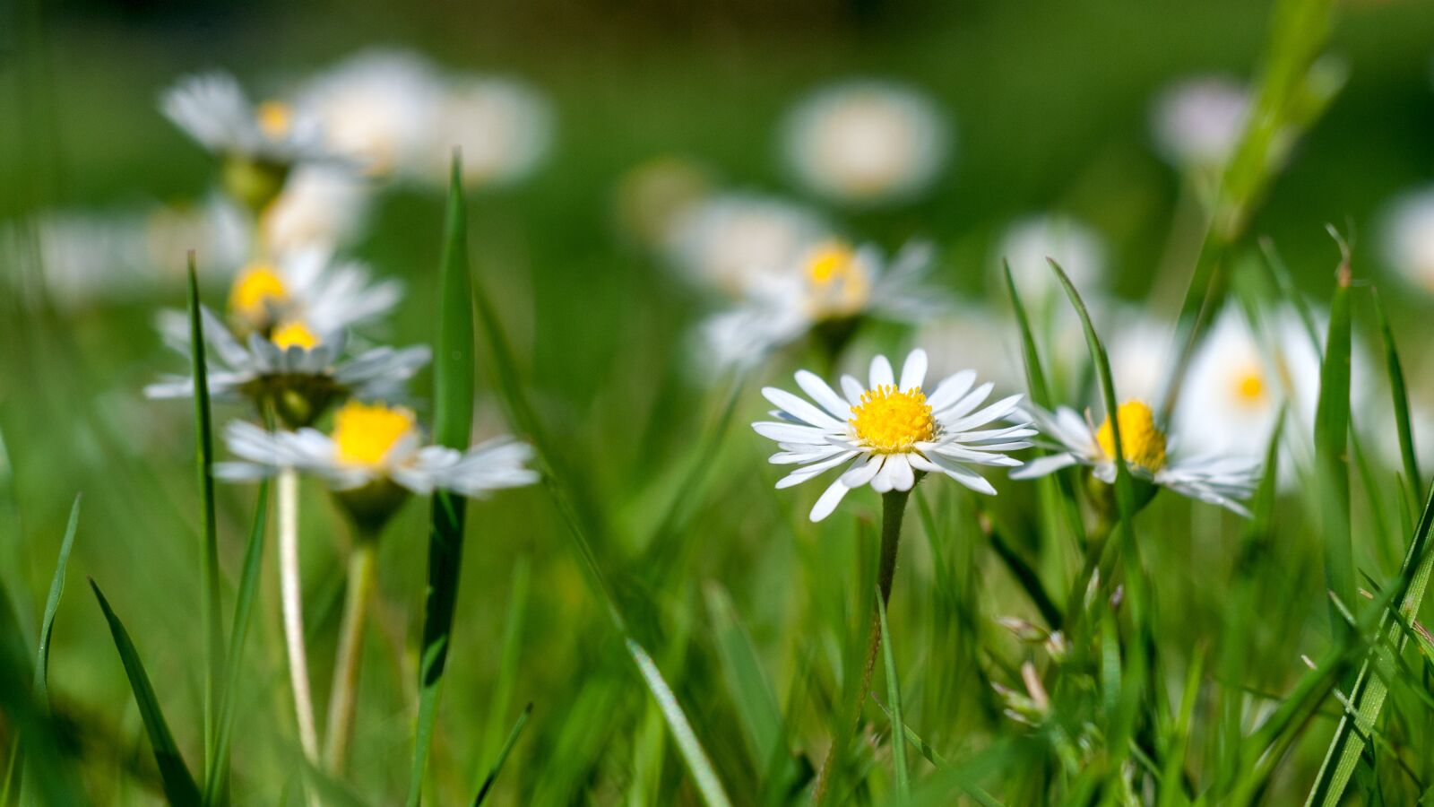 Nikon D300S sample photo. Daisy, garden, green photography
