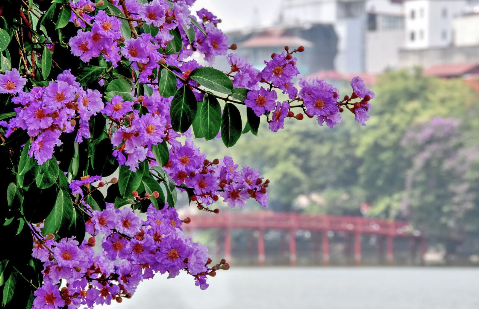 Nikon D7200 sample photo. Flowers, petals, leaves photography
