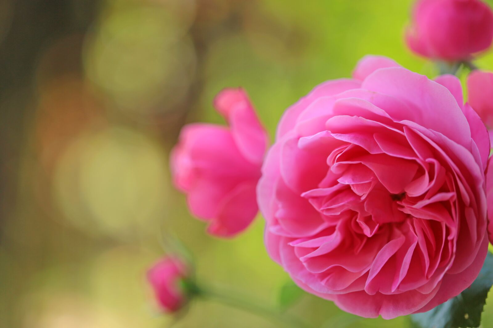Canon EF 100mm F2.8L Macro IS USM sample photo. Flower, nature, flora photography