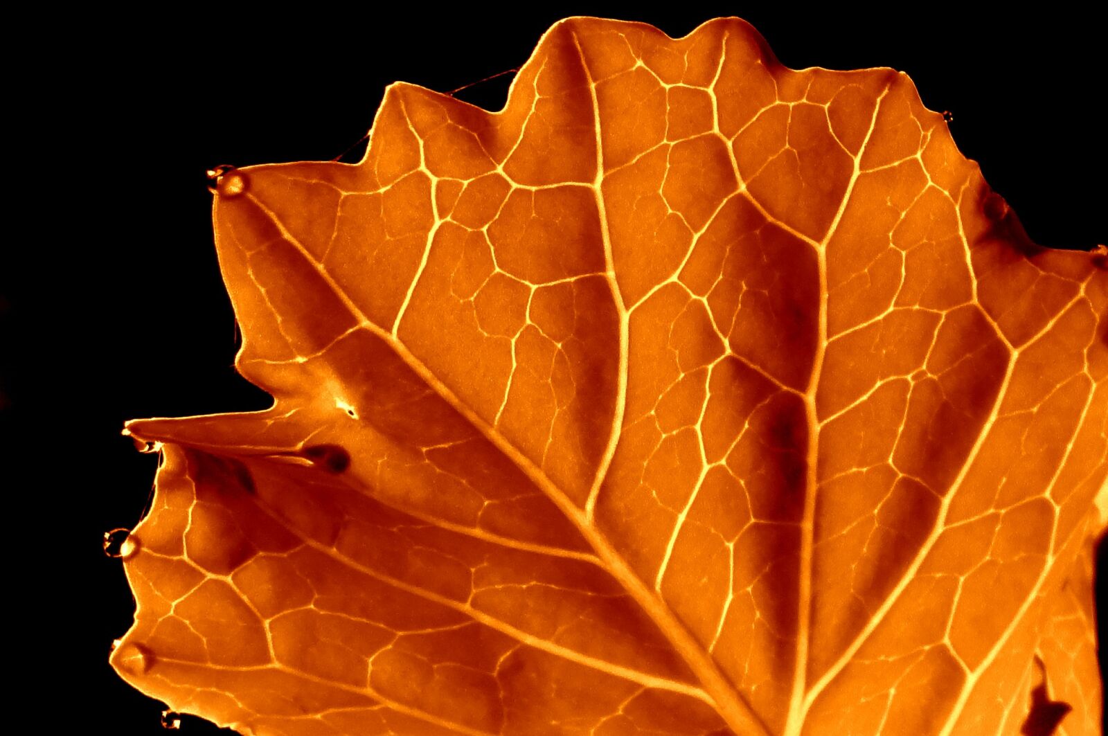Sony Cyber-shot DSC-W560 sample photo. Leaf, orange, autumn photography