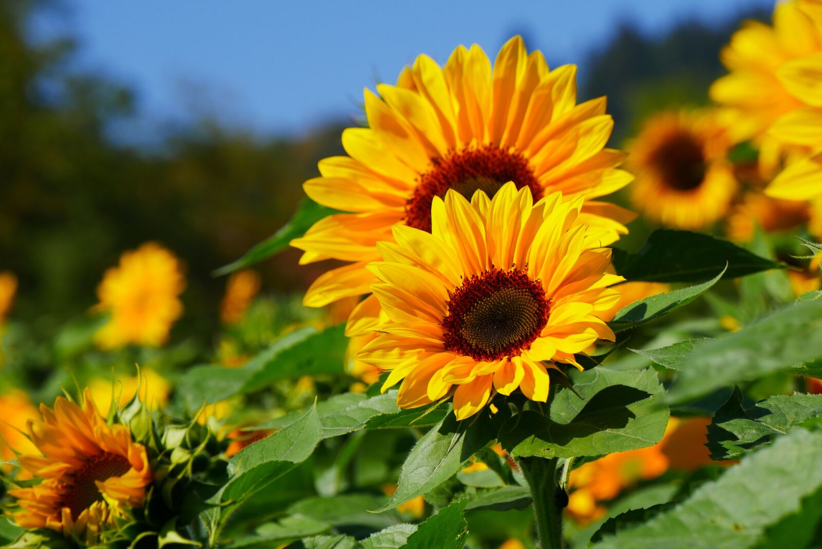 Panasonic DMC-G70 sample photo. Sunflower, summer, yellow photography