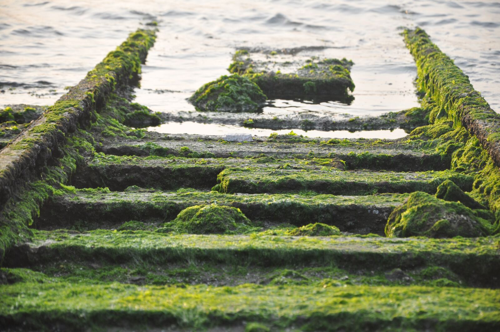 Nikon D90 sample photo. Moss, rail, sea photography