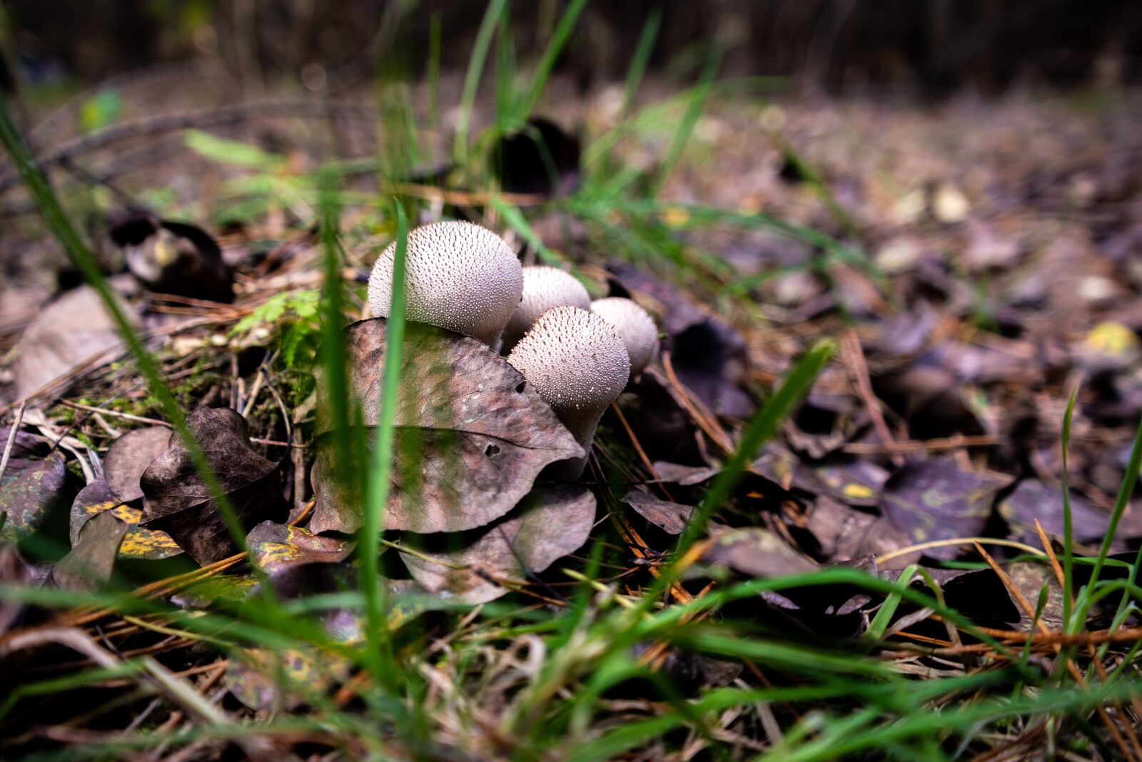 Samsung NX300 sample photo. Mushrooms, nature, autumn photography