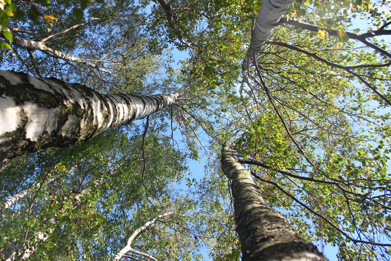 Canon EOS 550D (EOS Rebel T2i / EOS Kiss X4) sample photo. Birch, tree, himmel photography