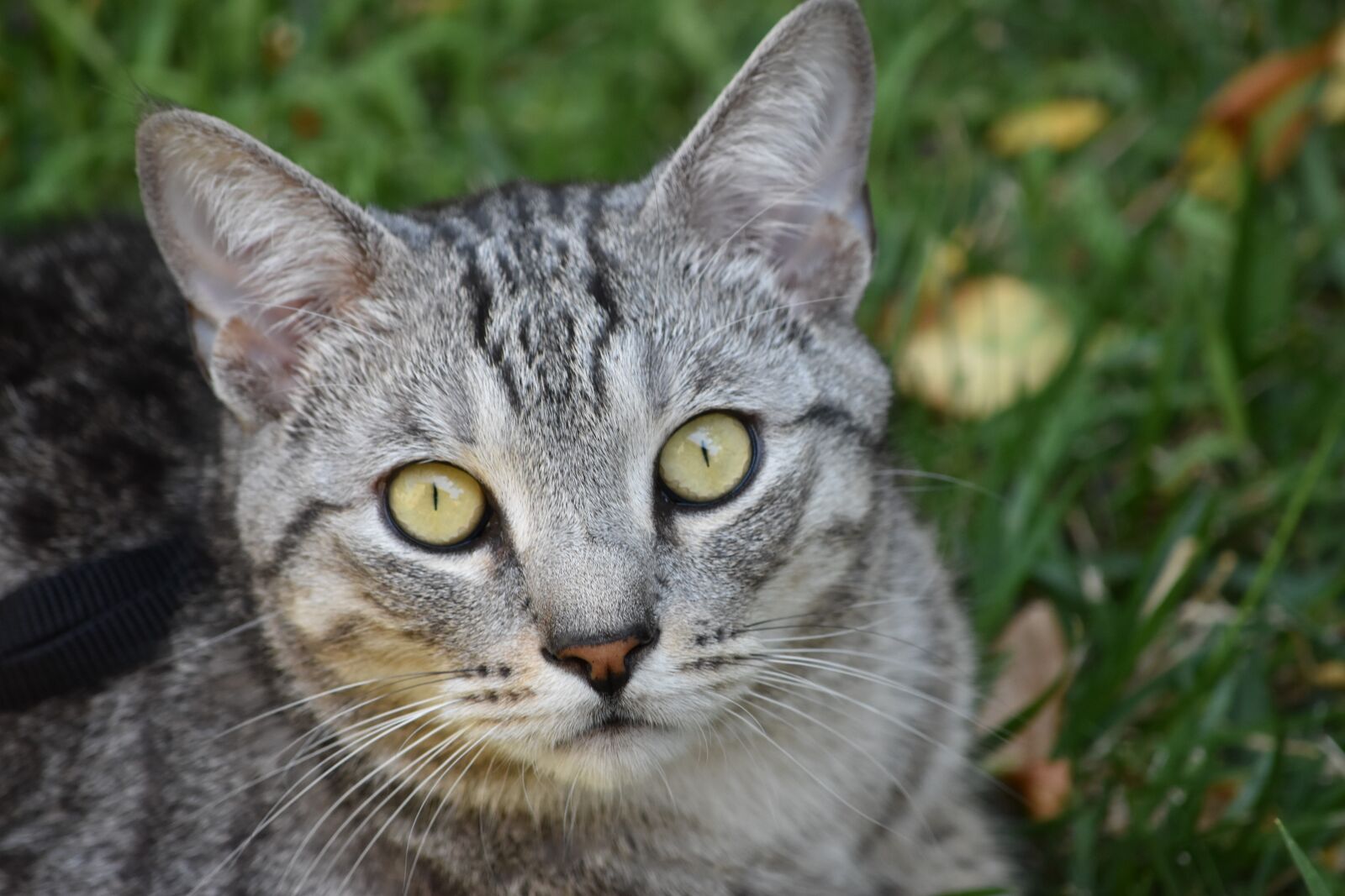 Nikon D5500 sample photo. Cat, feline, portrait photography
